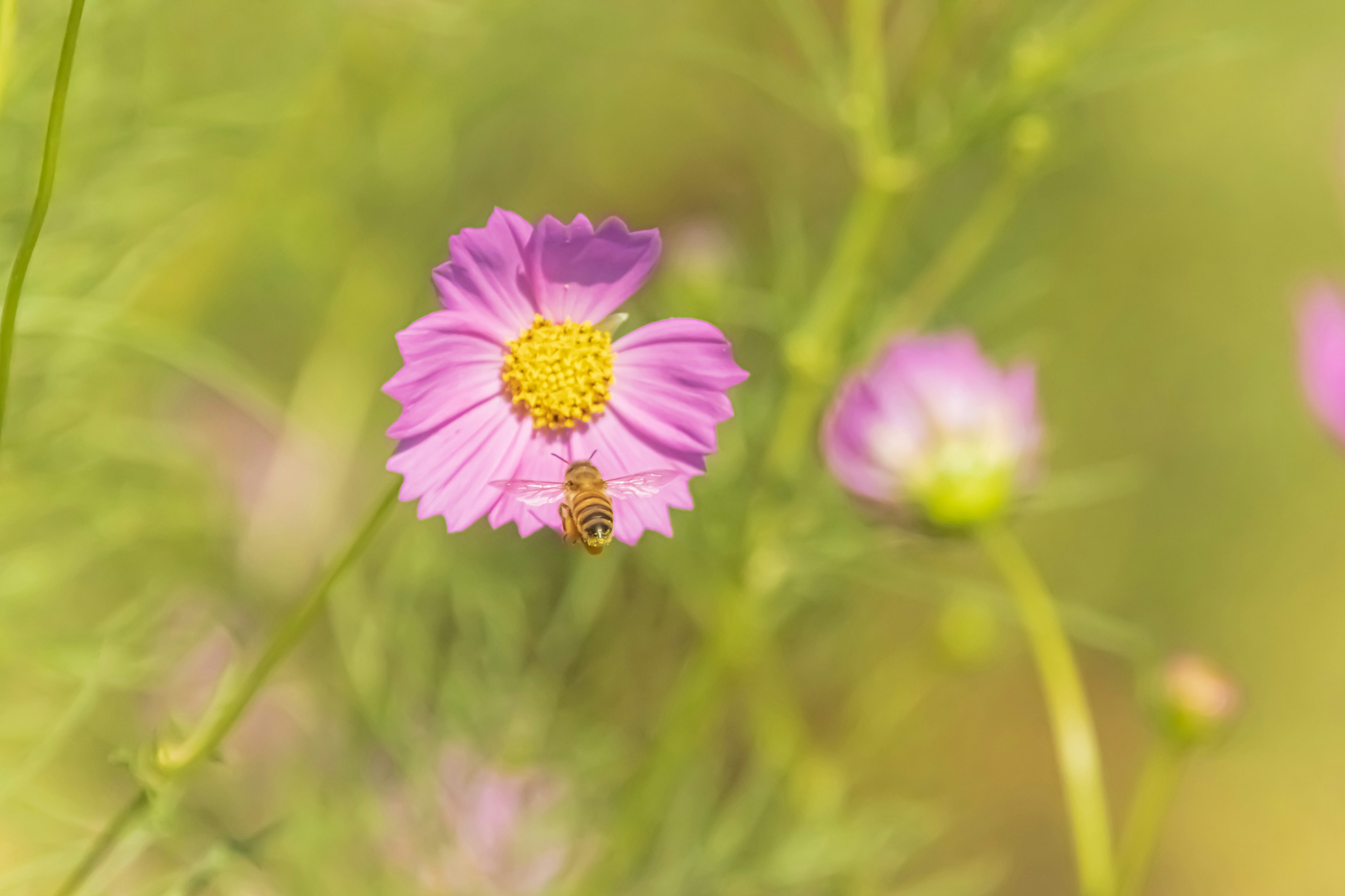 Soft pink flower with a yellow center against a green background