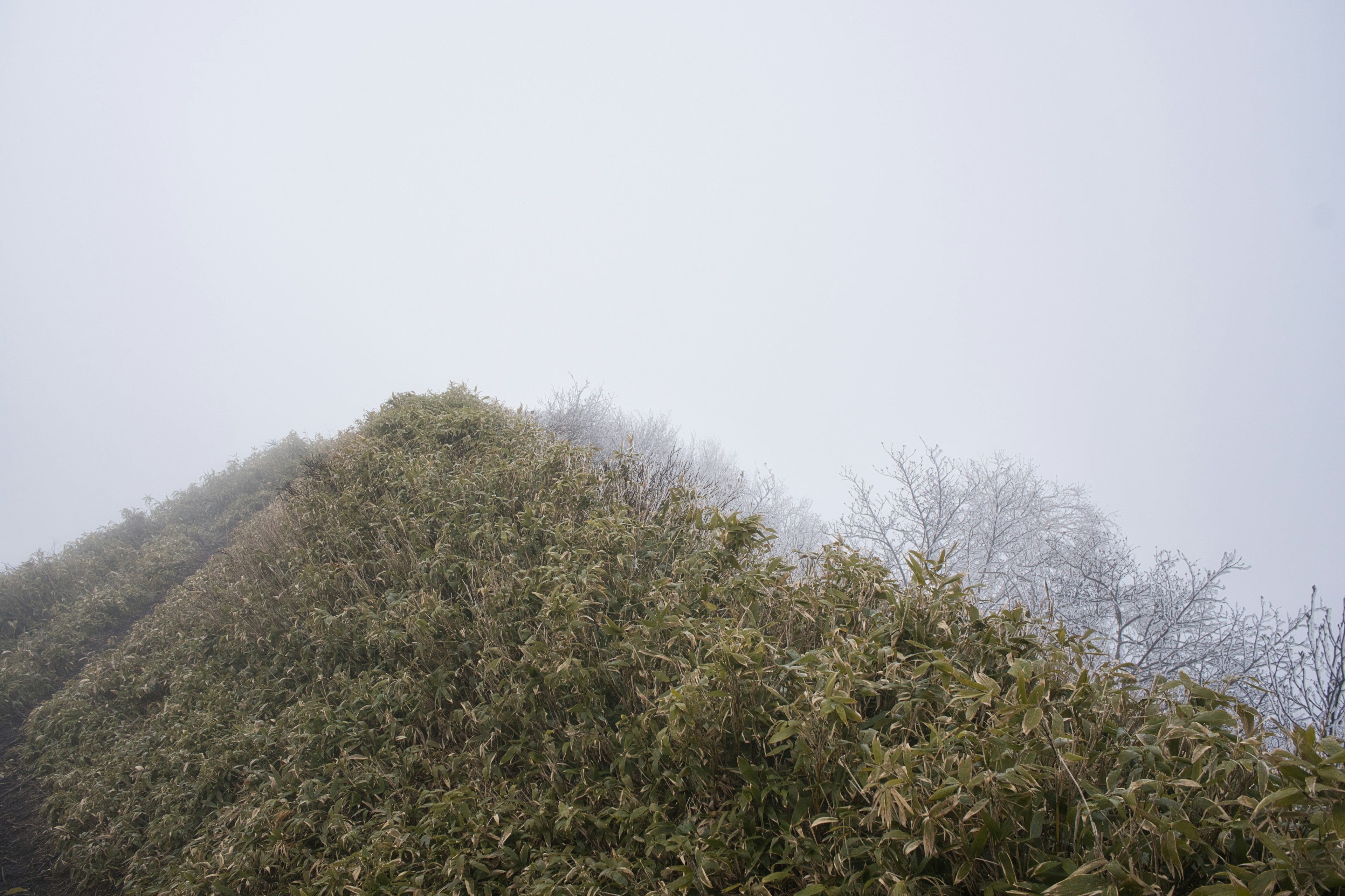 Lush green hill and trees shrouded in fog