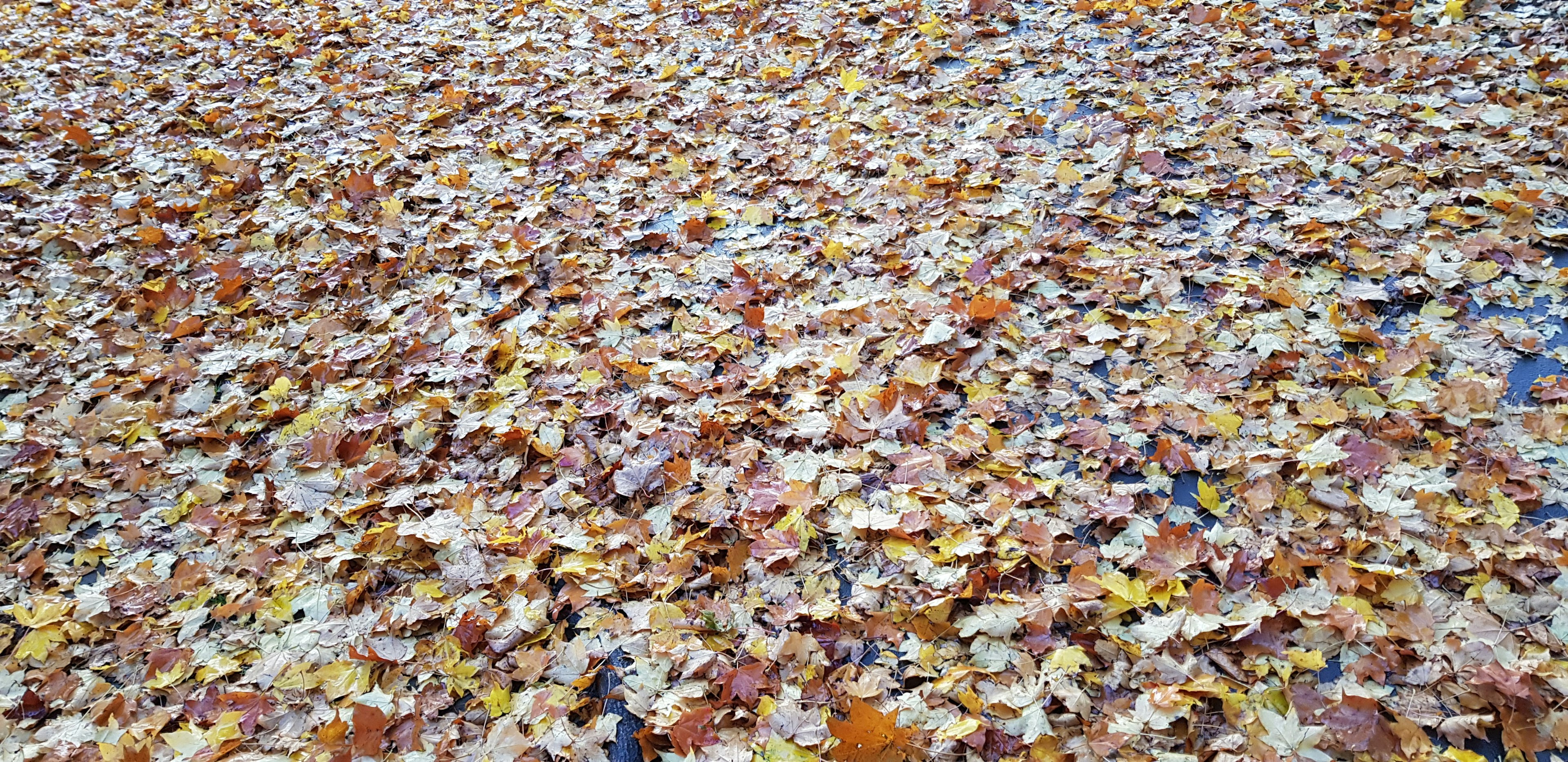 Un tapis de feuilles tombées colorées couvrant le sol