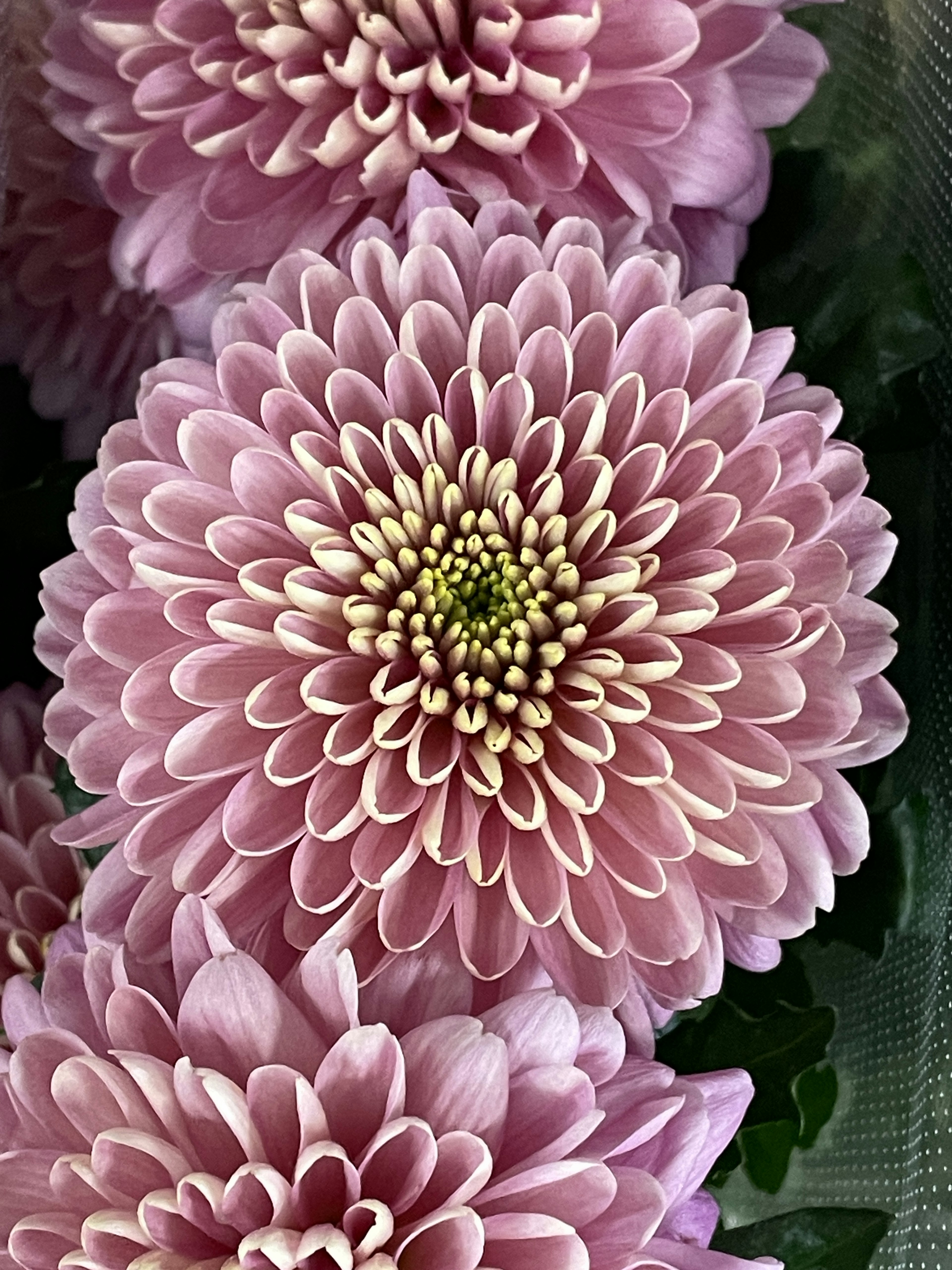 Nahaufnahme von großen rosa Chrysanthemenblüten mit komplexen Blütenblättern