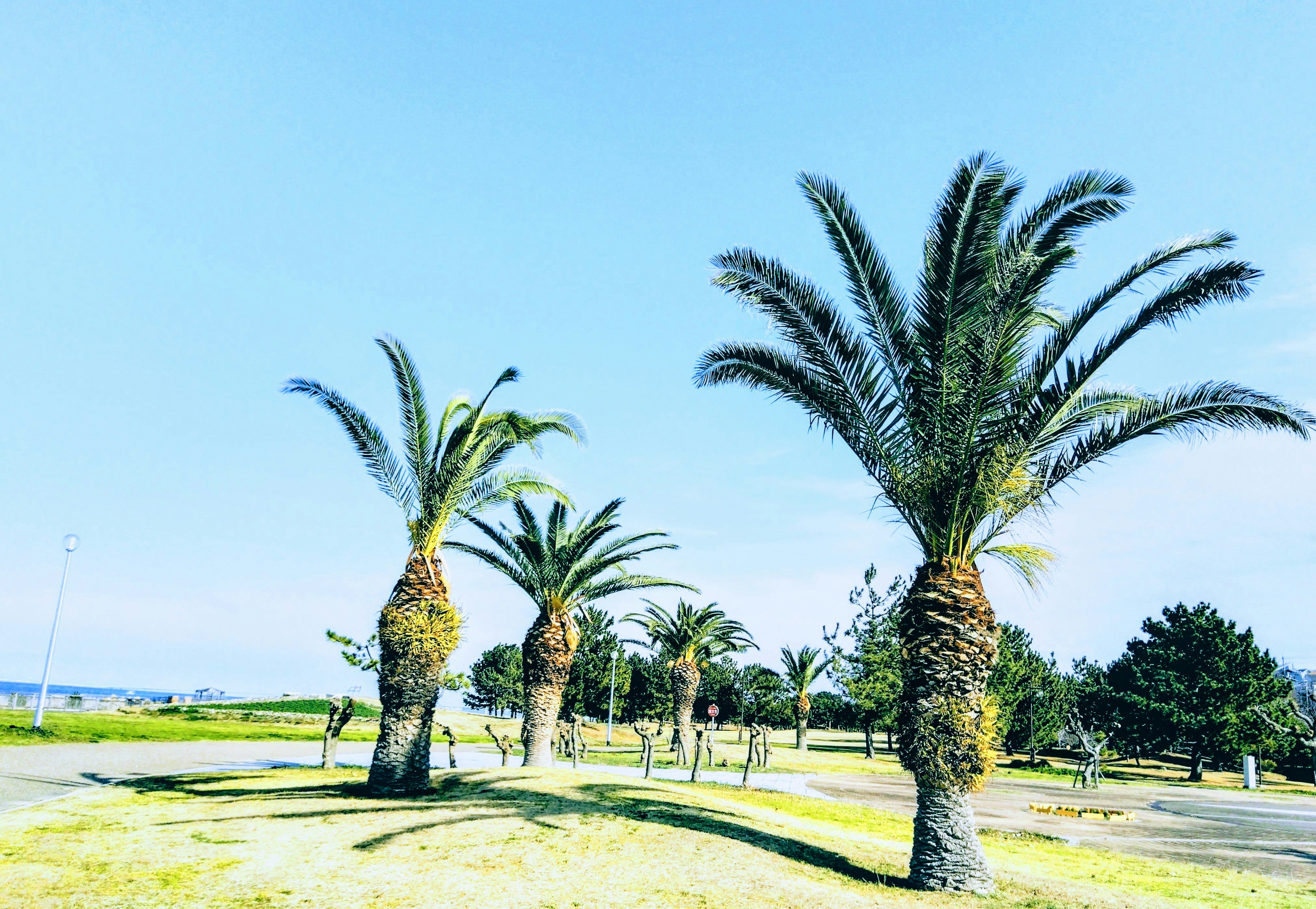 A row of palm trees under a clear blue sky