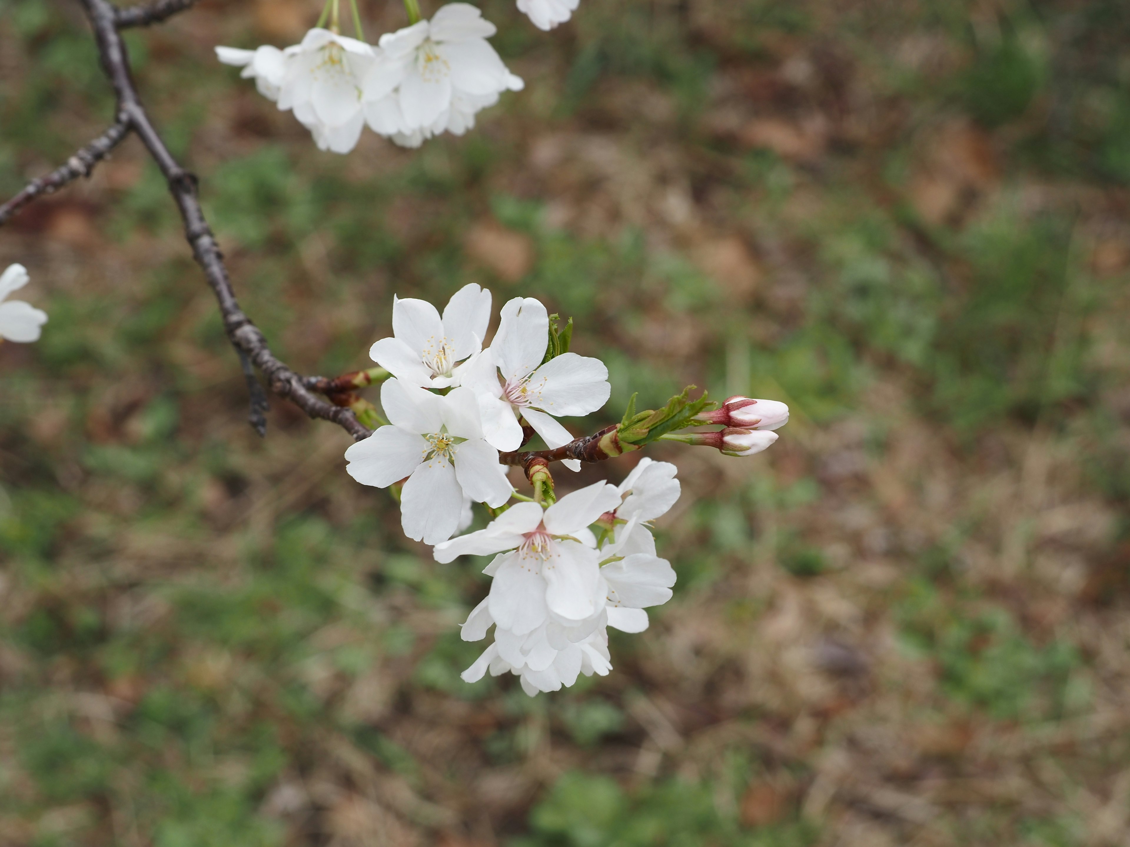 Acercamiento de flores de cerezo blancas en una rama