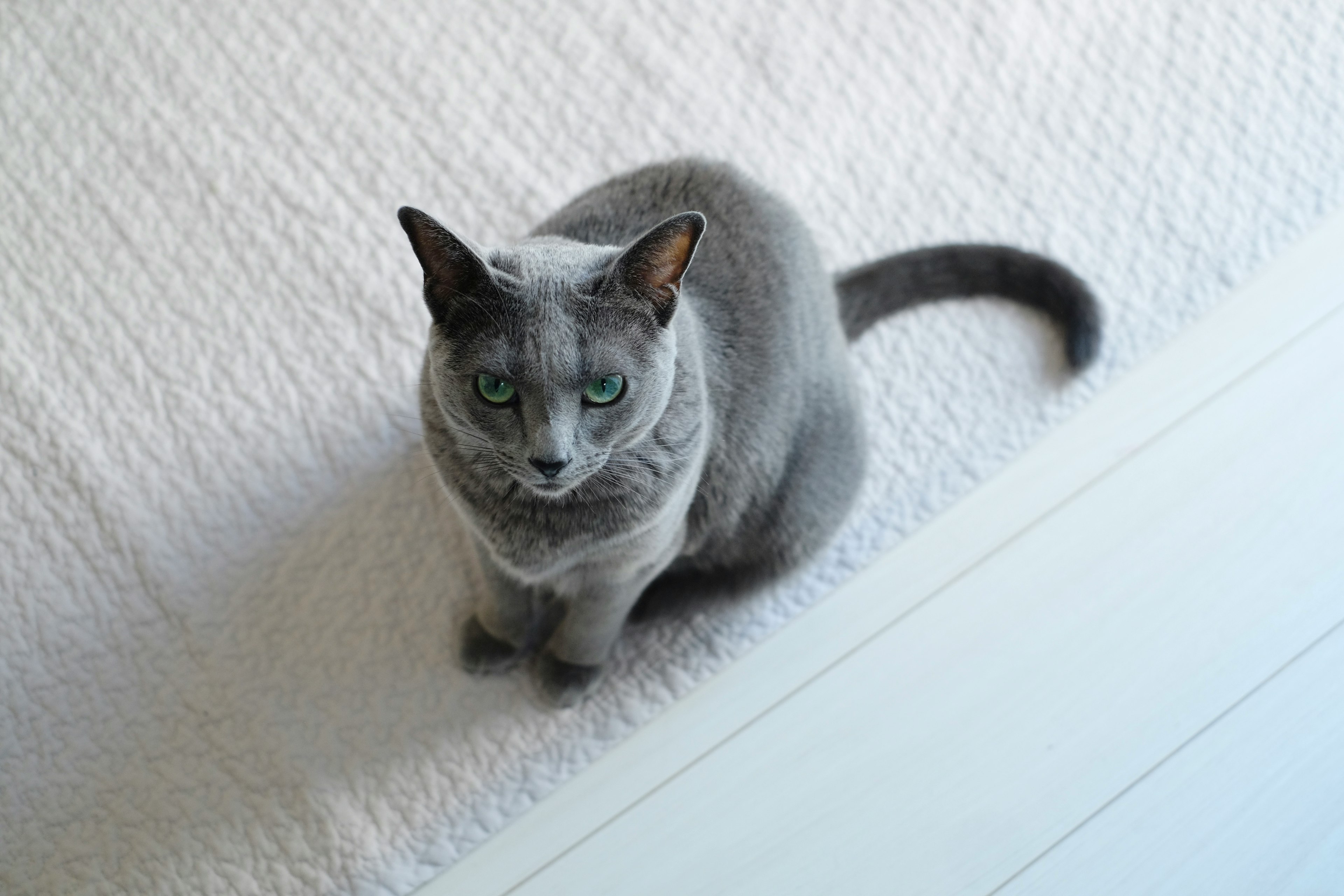 Gato gris sentado sobre una manta blanca