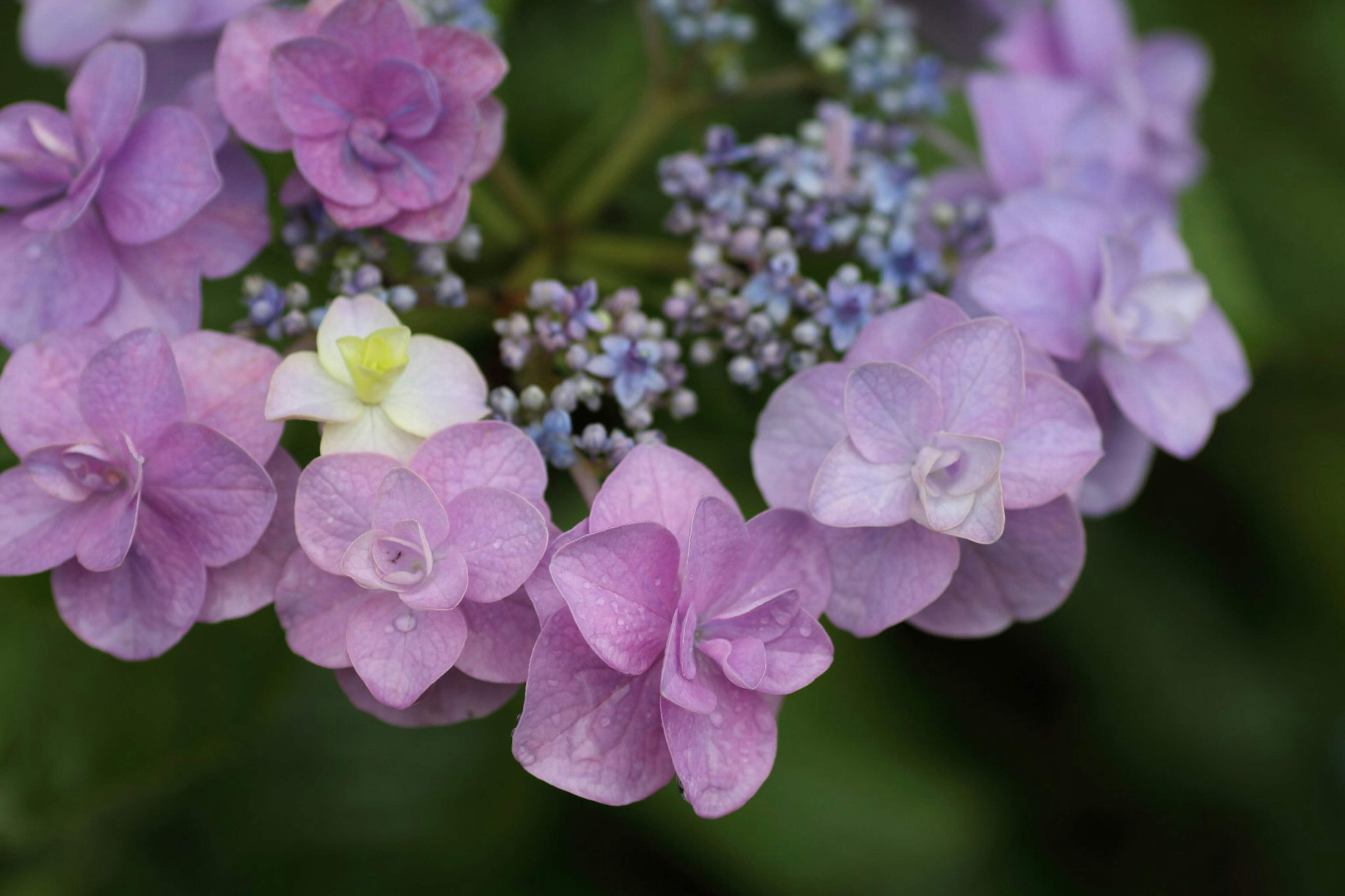 Racimo de flores moradas delicadas con toques de blanco y azul