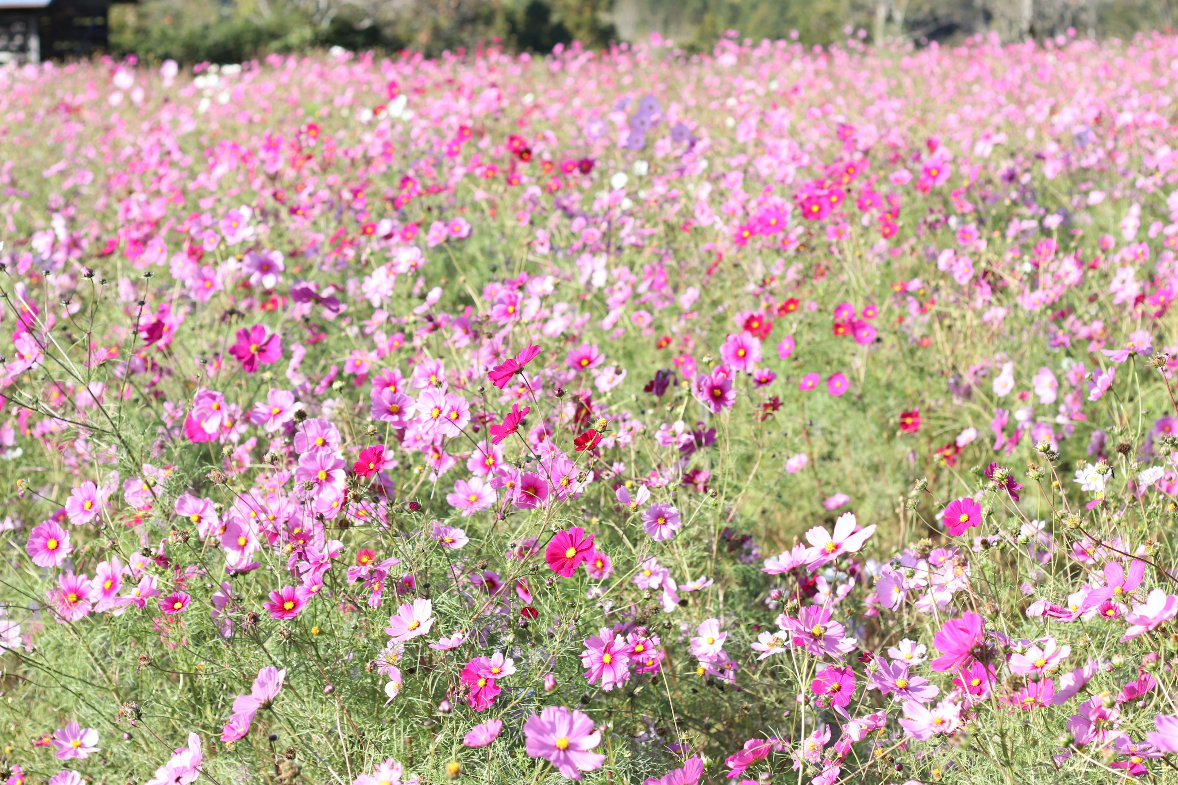 色とりどりのコスモスの花が咲き誇る広い花畑