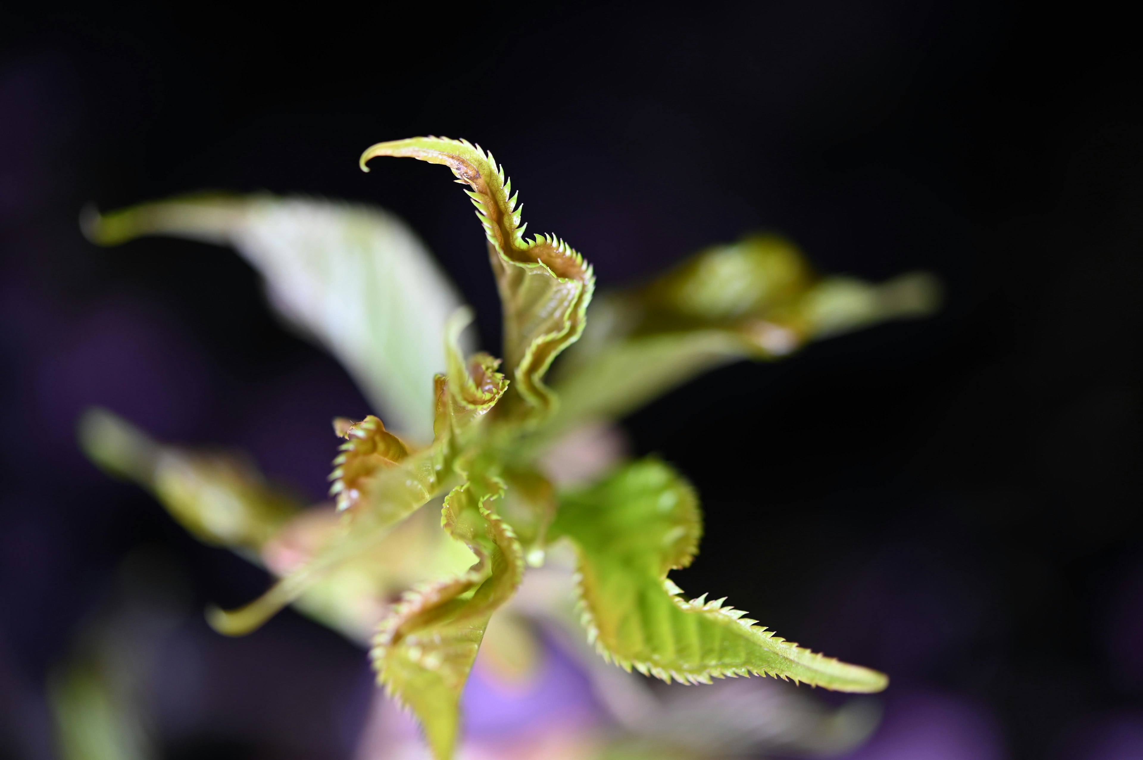 Acercamiento de una planta con hojas verdes en espiral