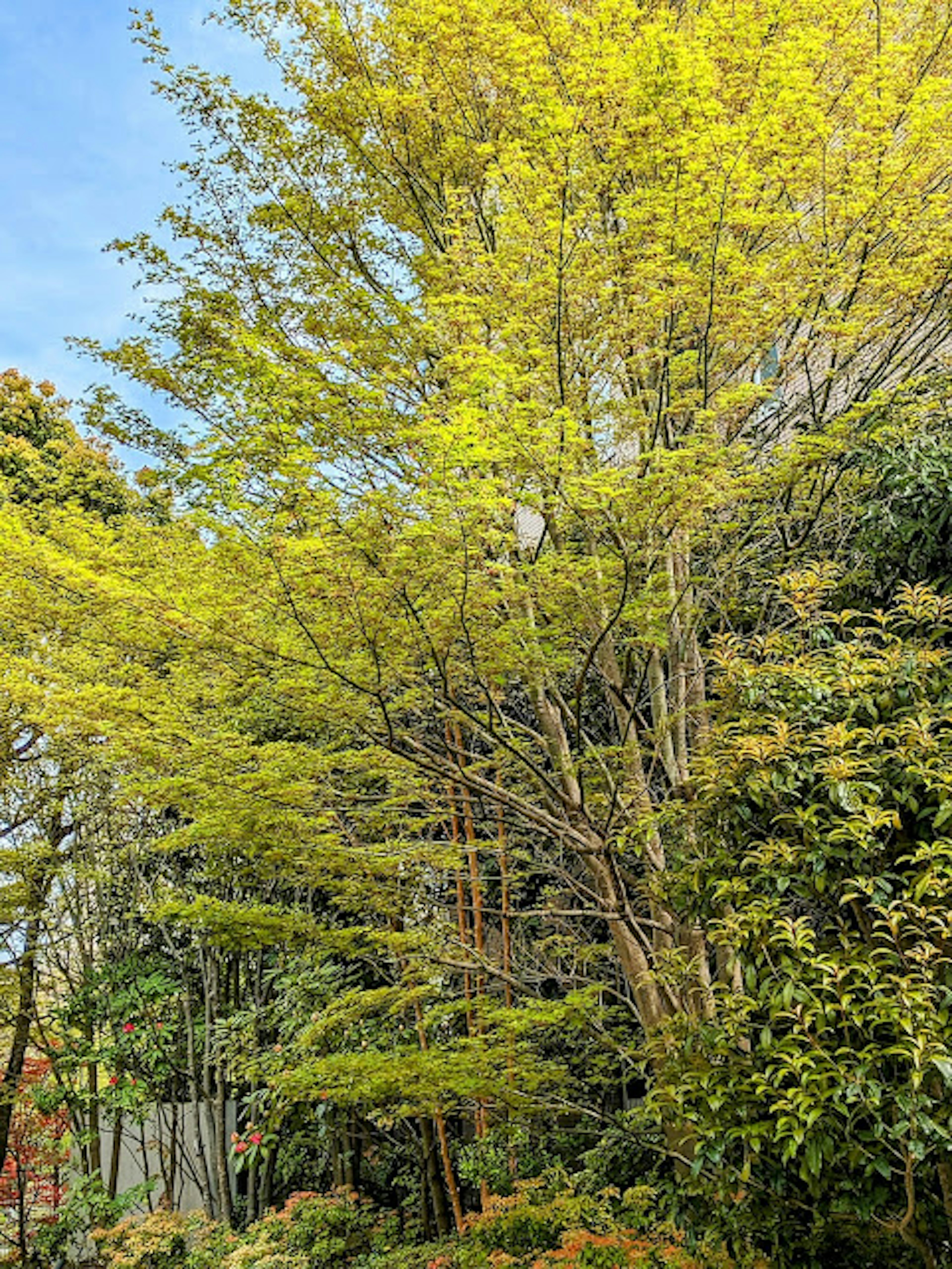 Una escena exuberante con un árbol de hojas verdes brillantes