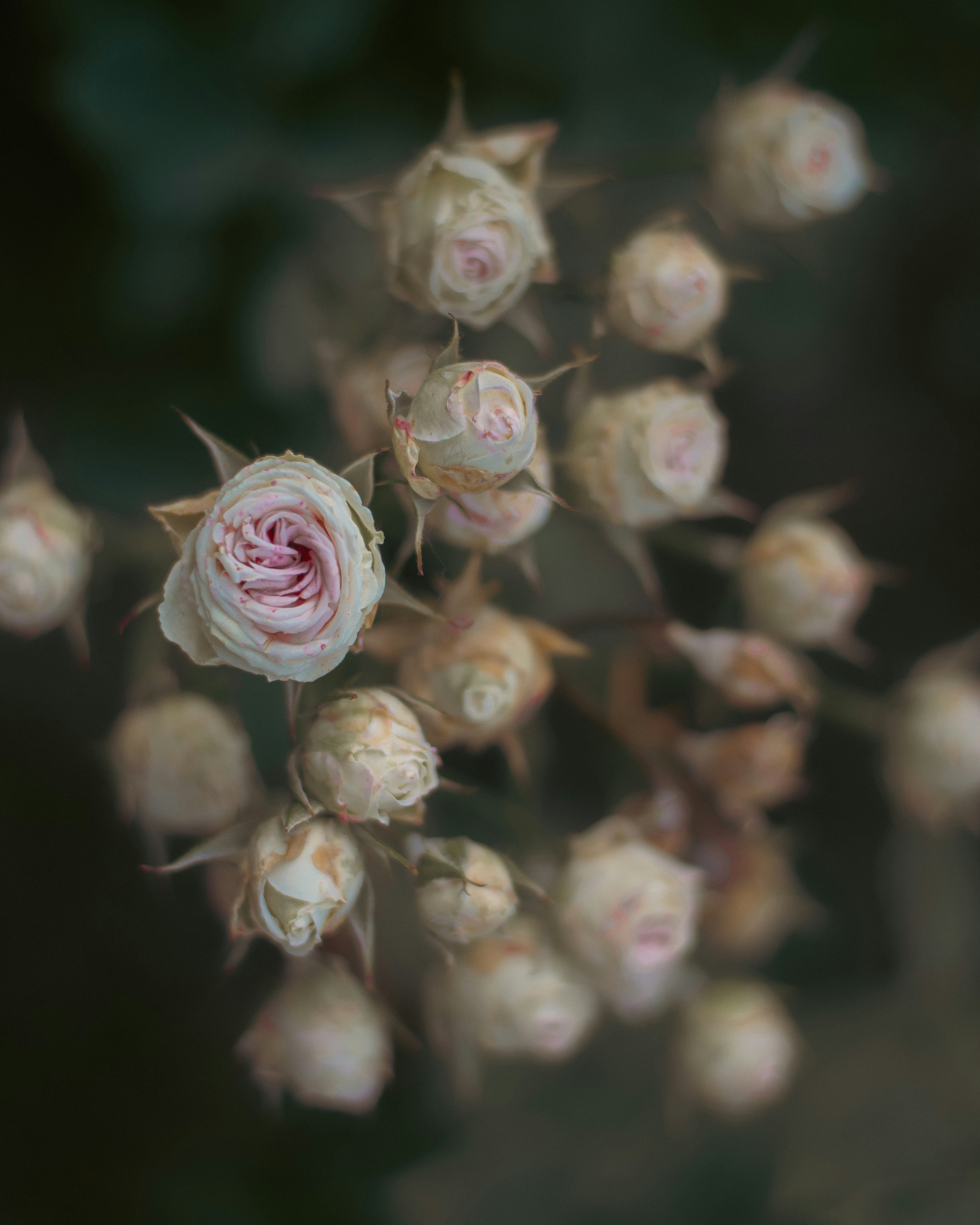 A beautiful scene of pale pink rose buds clustered together