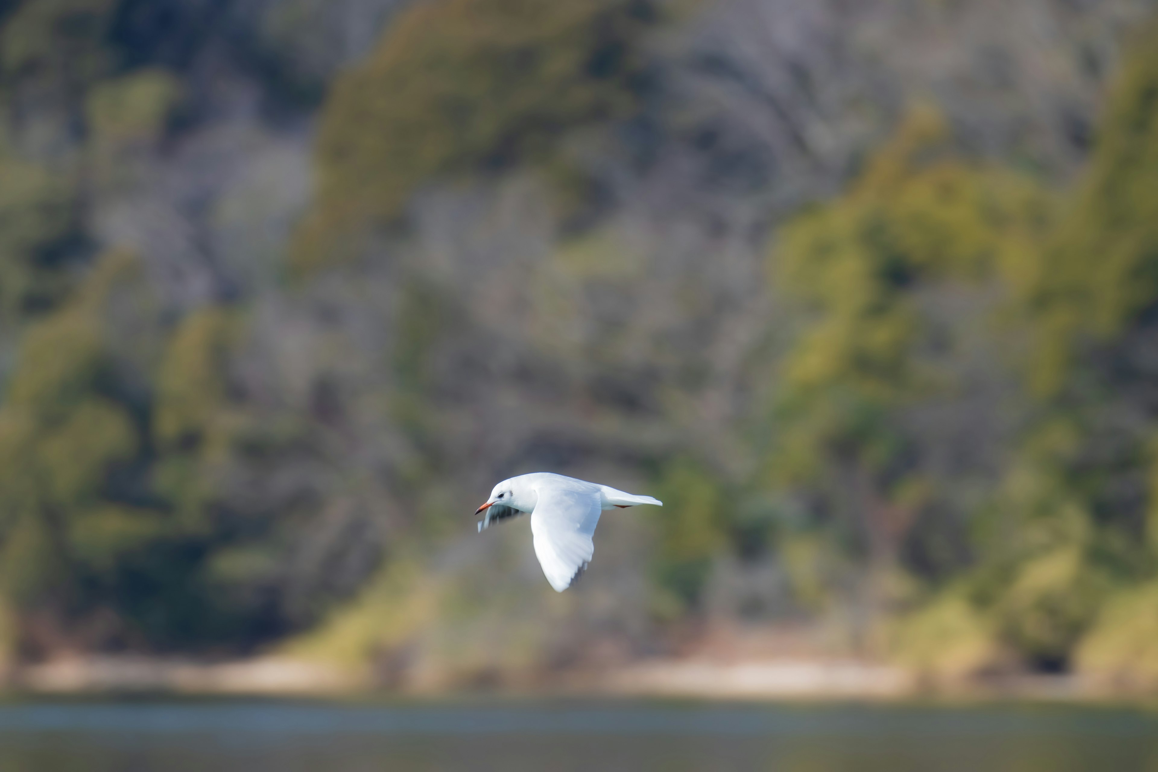 A white bird flying in the air with green trees in the background