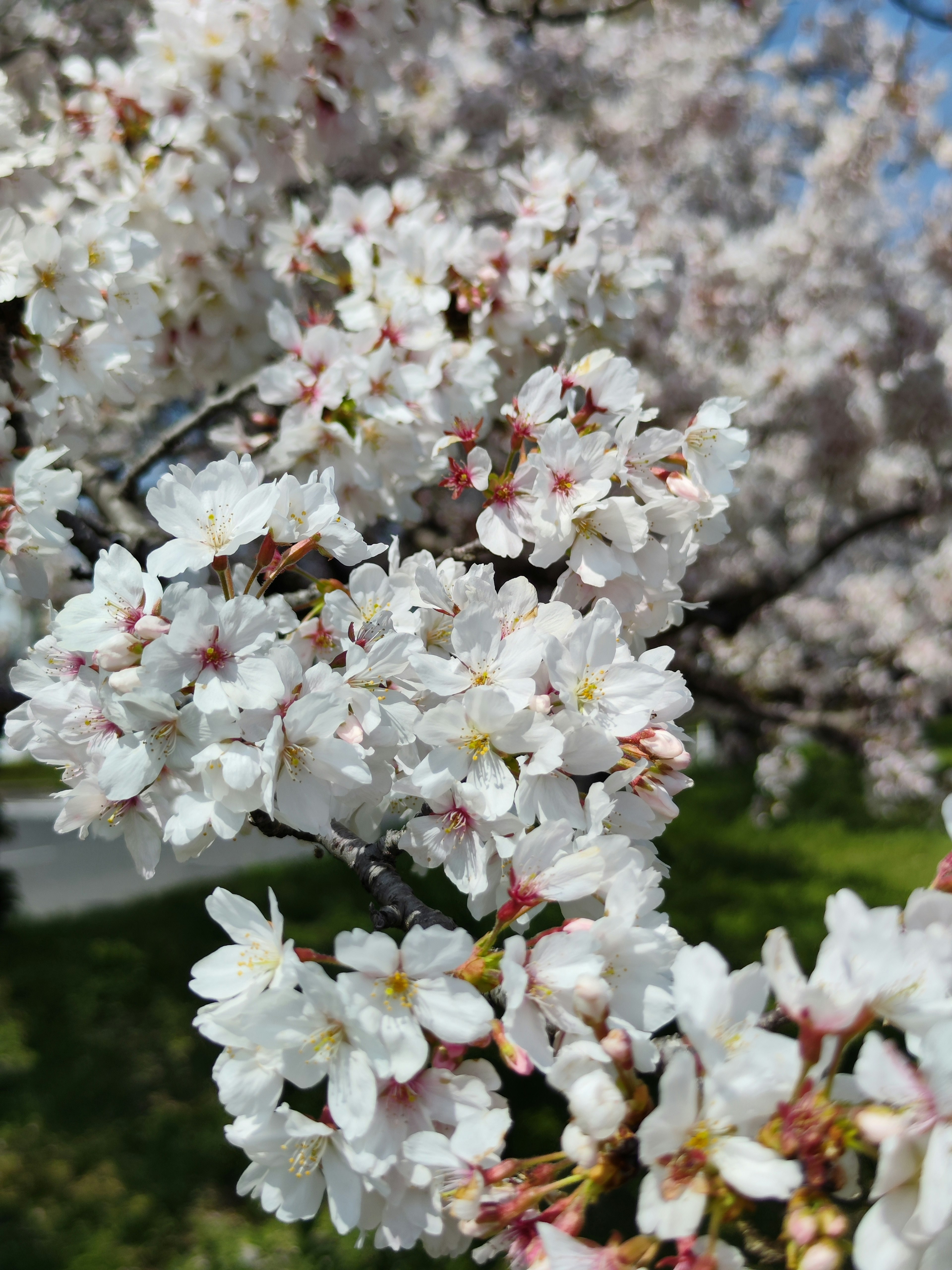 Schöne Szene von blühenden Kirschblüten mit weißen Blütenblättern und grünen Blättern