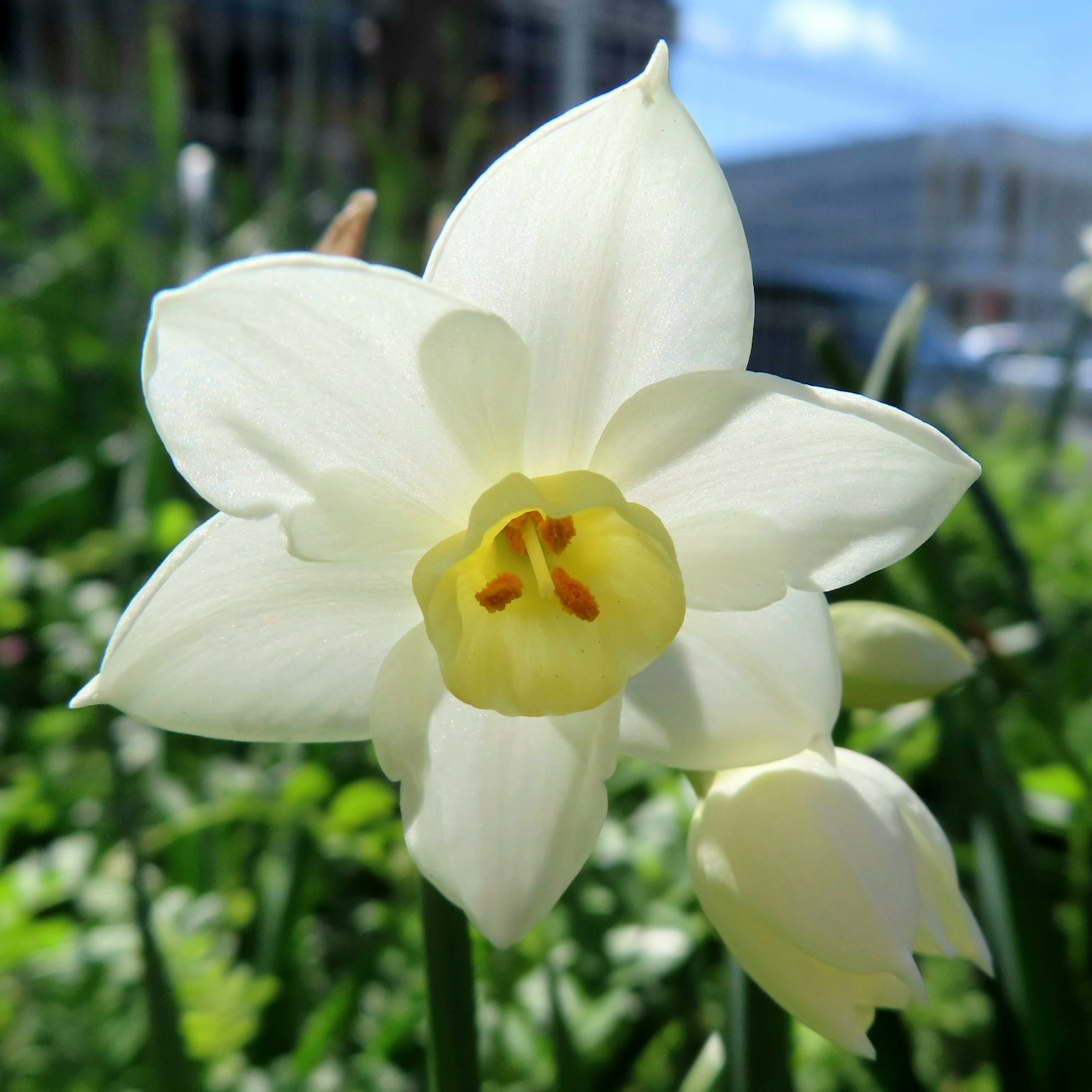 Bunga daffodil dengan kelopak putih dan pusat kuning