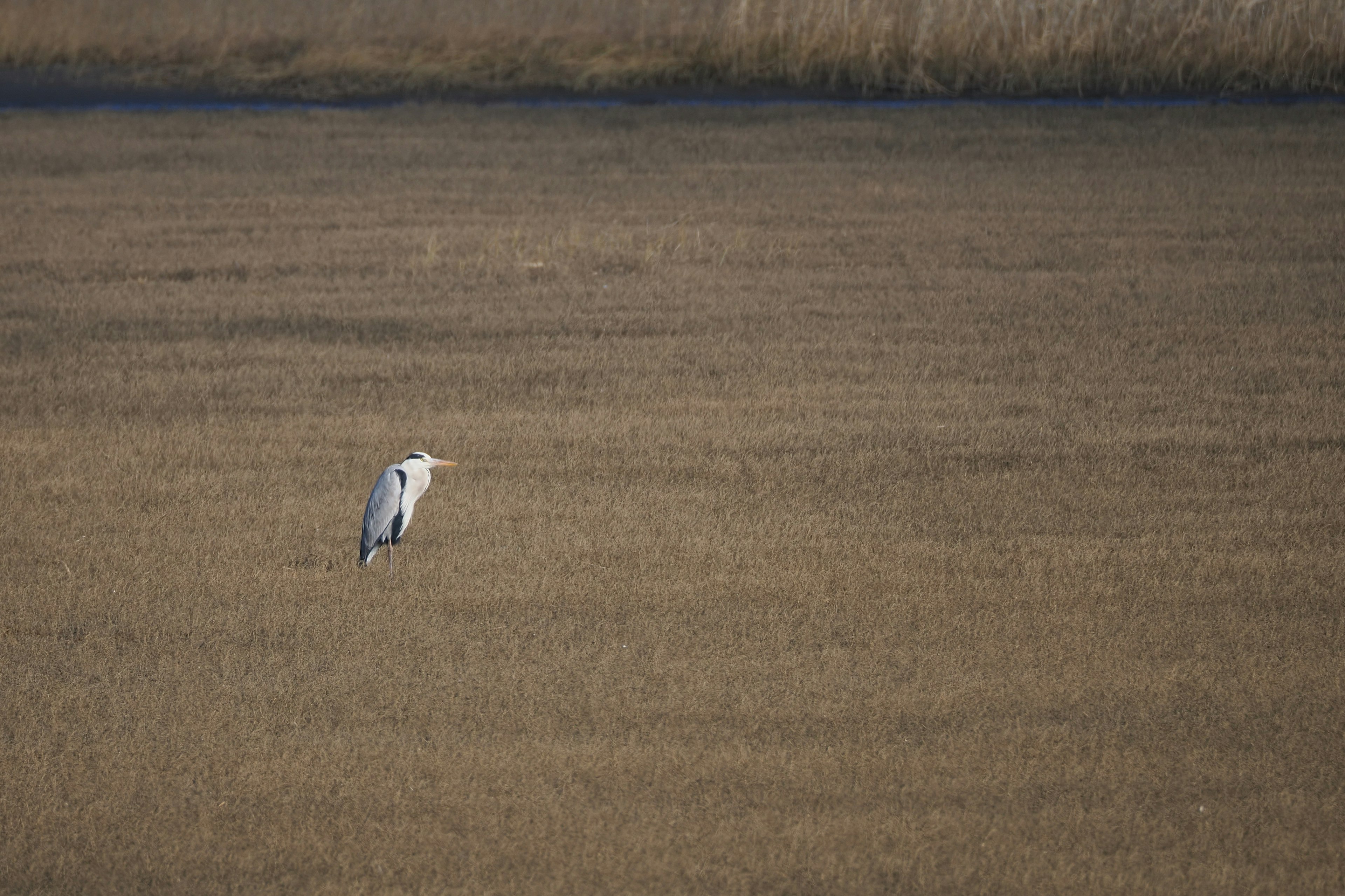 Silhouette d'un oiseau blanc se tenant dans un vaste champ