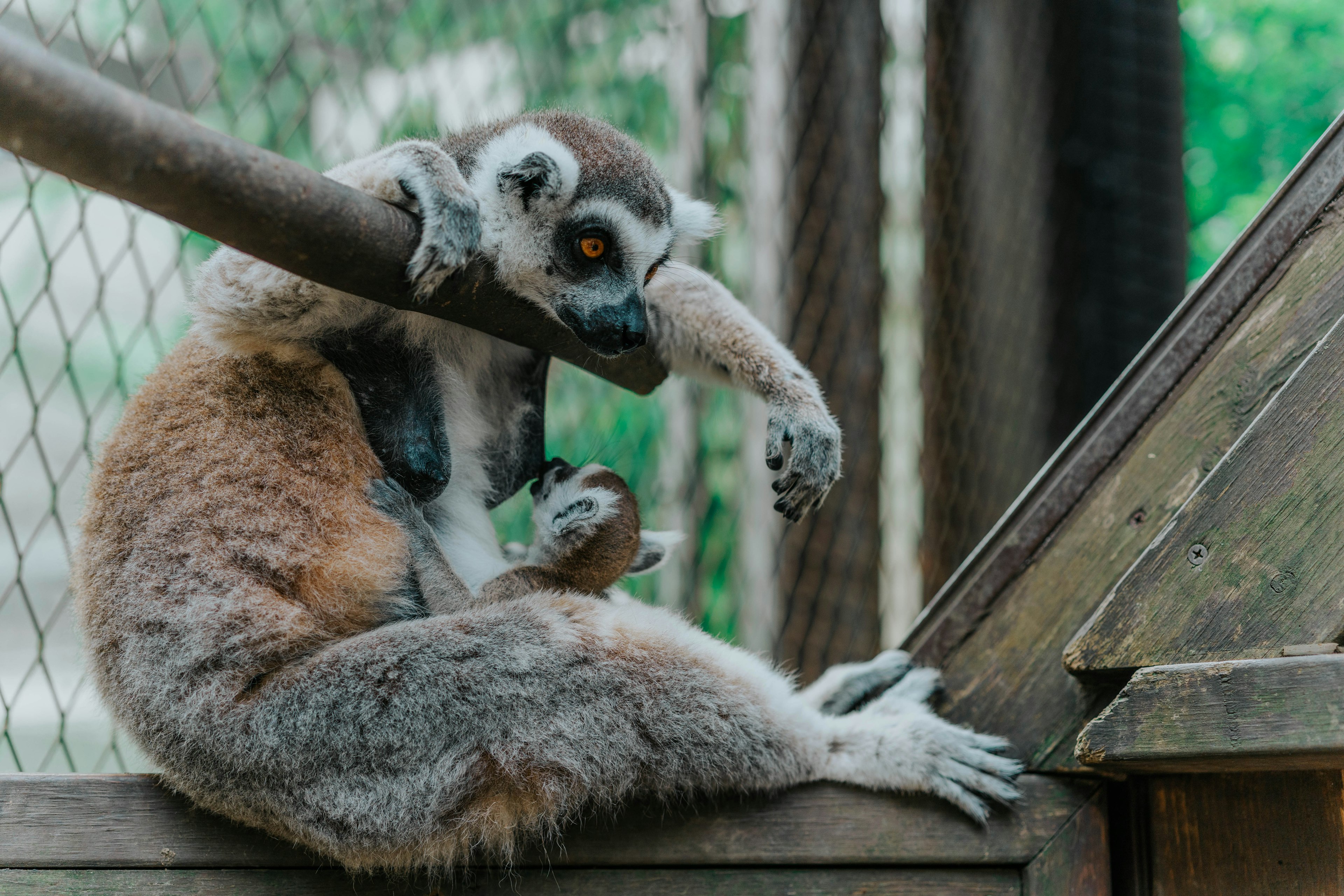 Lemur resting on a wooden beam with a relaxed posture