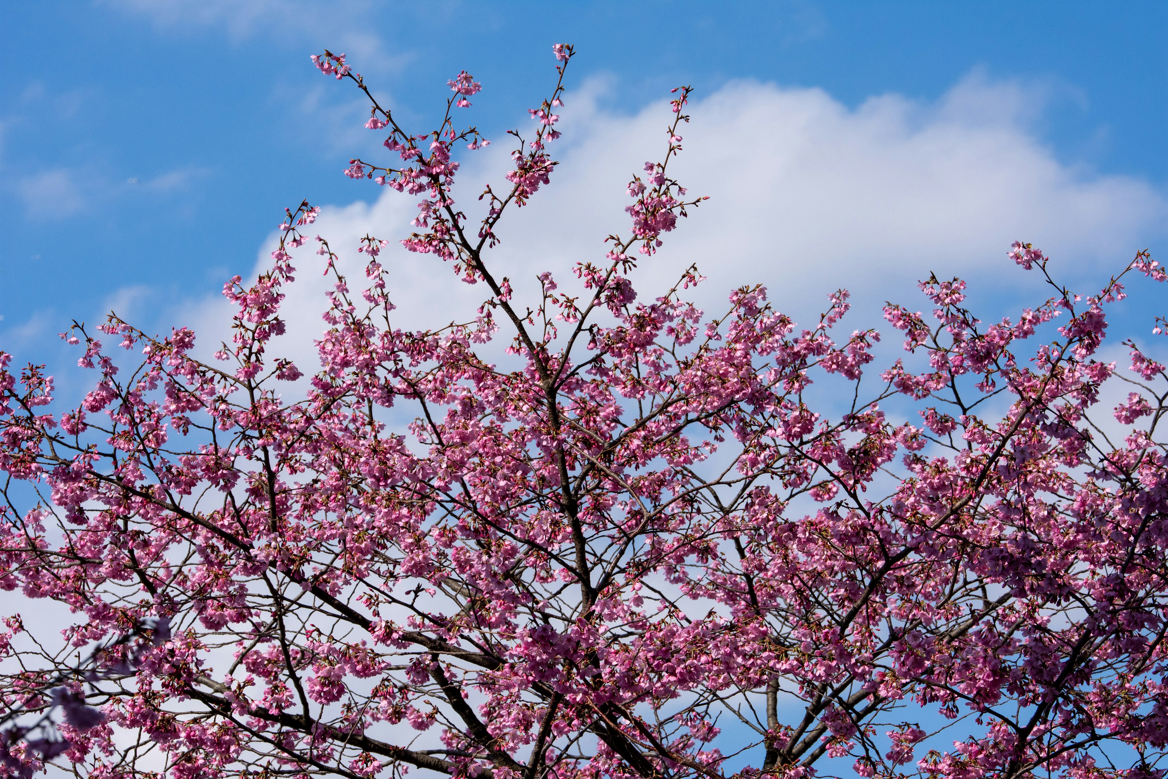 Cherry blossom tree in full bloom against a blue sky