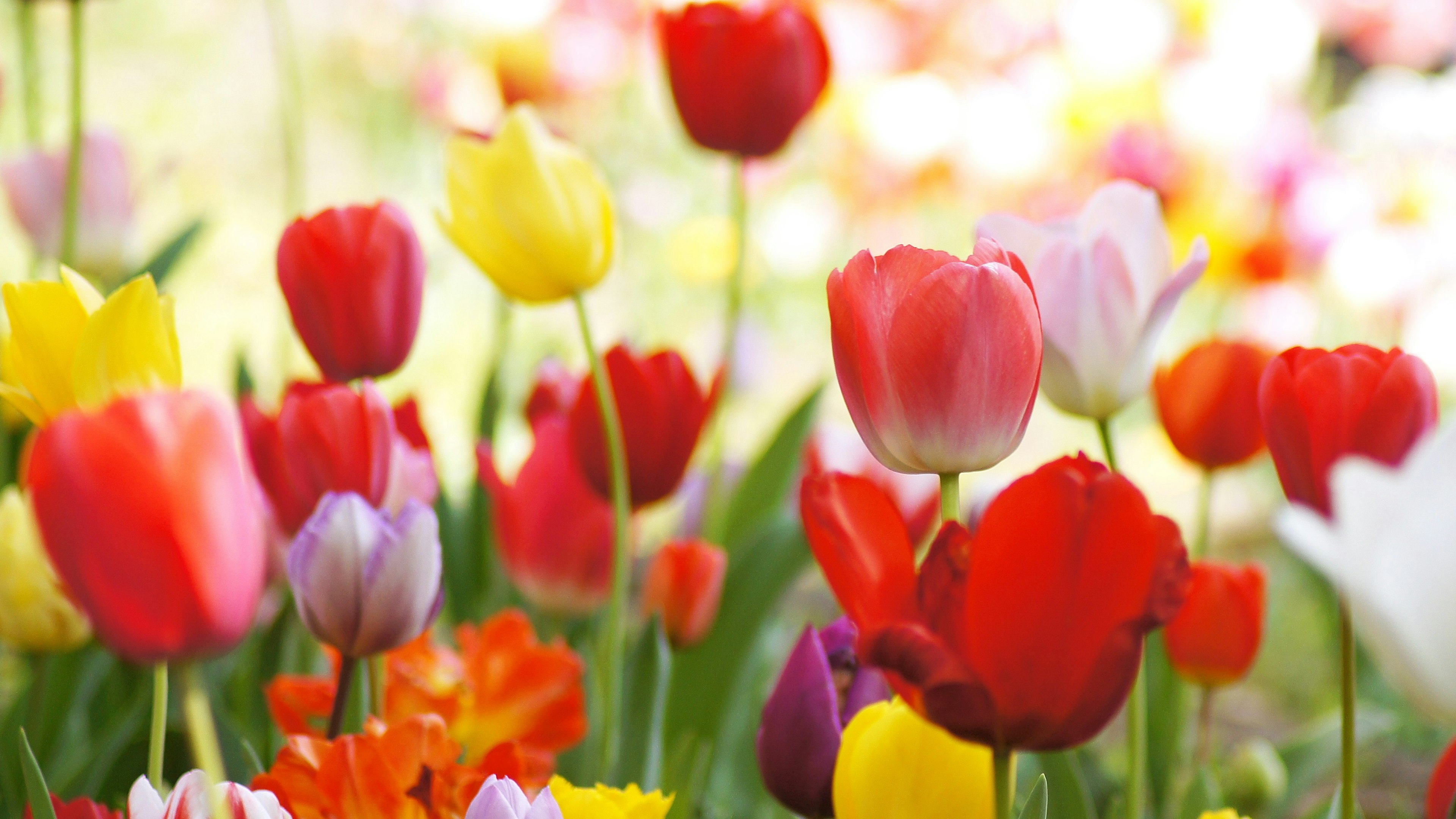 A vibrant flower garden filled with colorful tulips