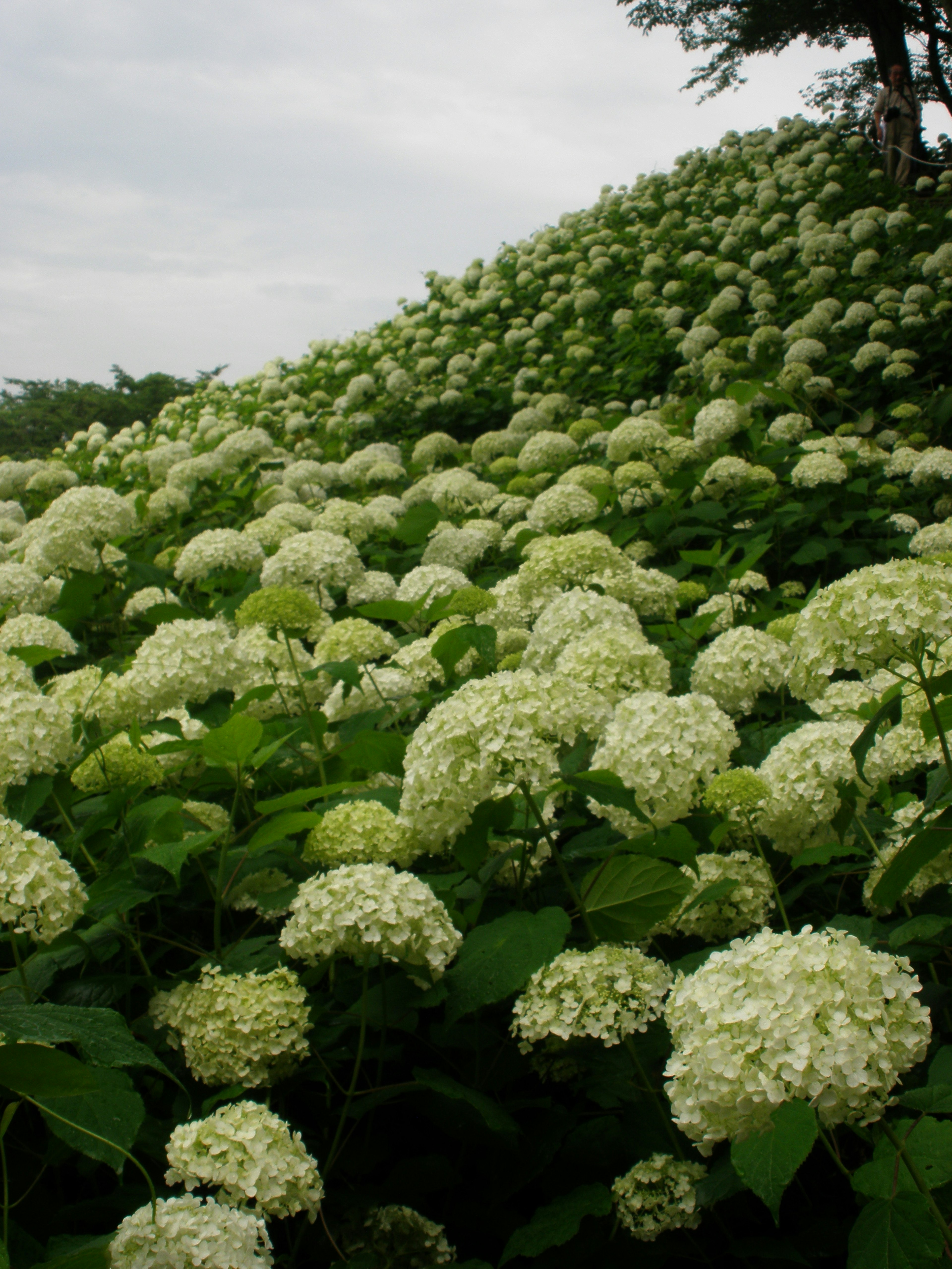 Un paysage rempli de fleurs d'hortensia blanches en pleine floraison