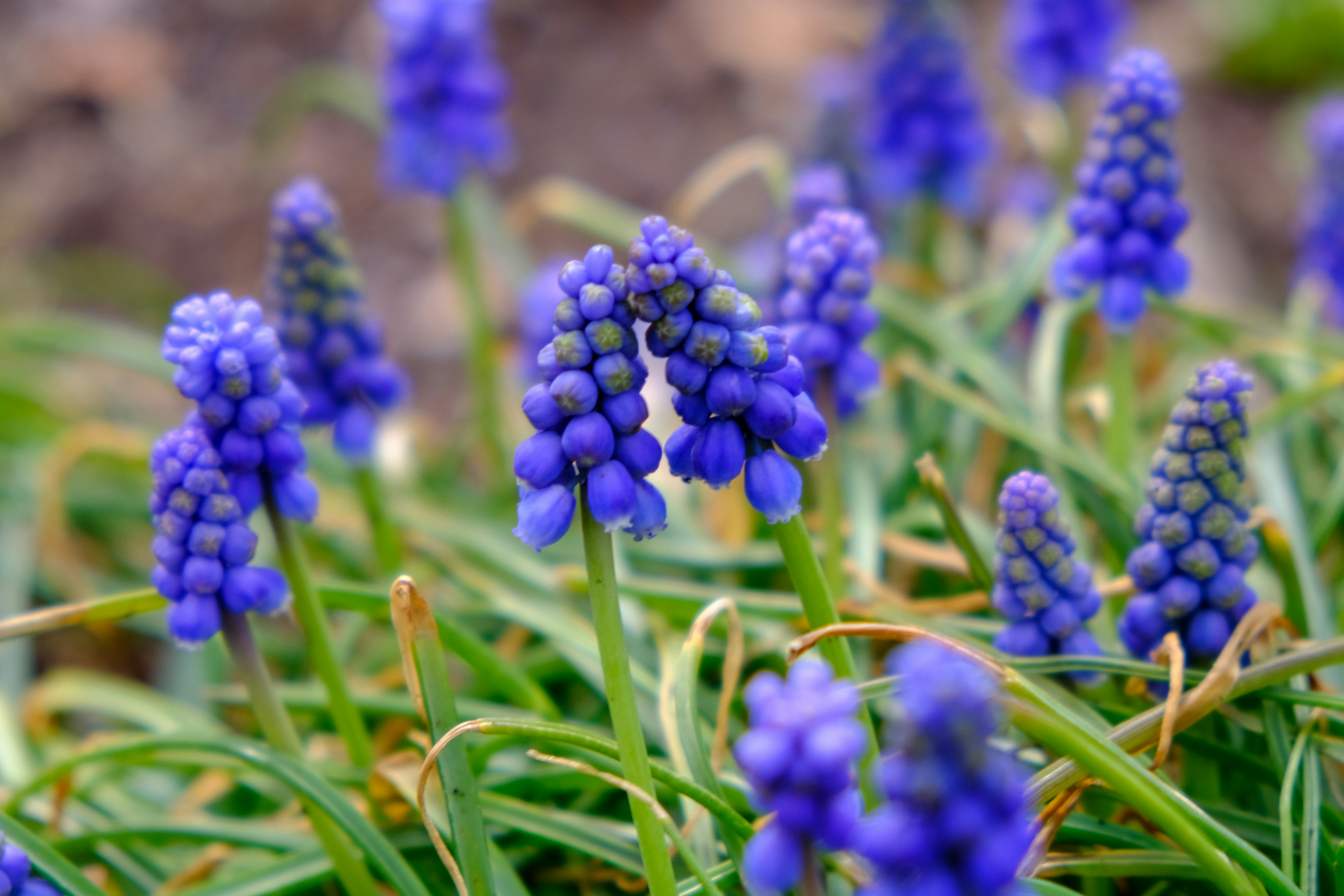 กลุ่มดอกไม้ Muscari สีน้ำเงิน-ม่วงบานในสวน