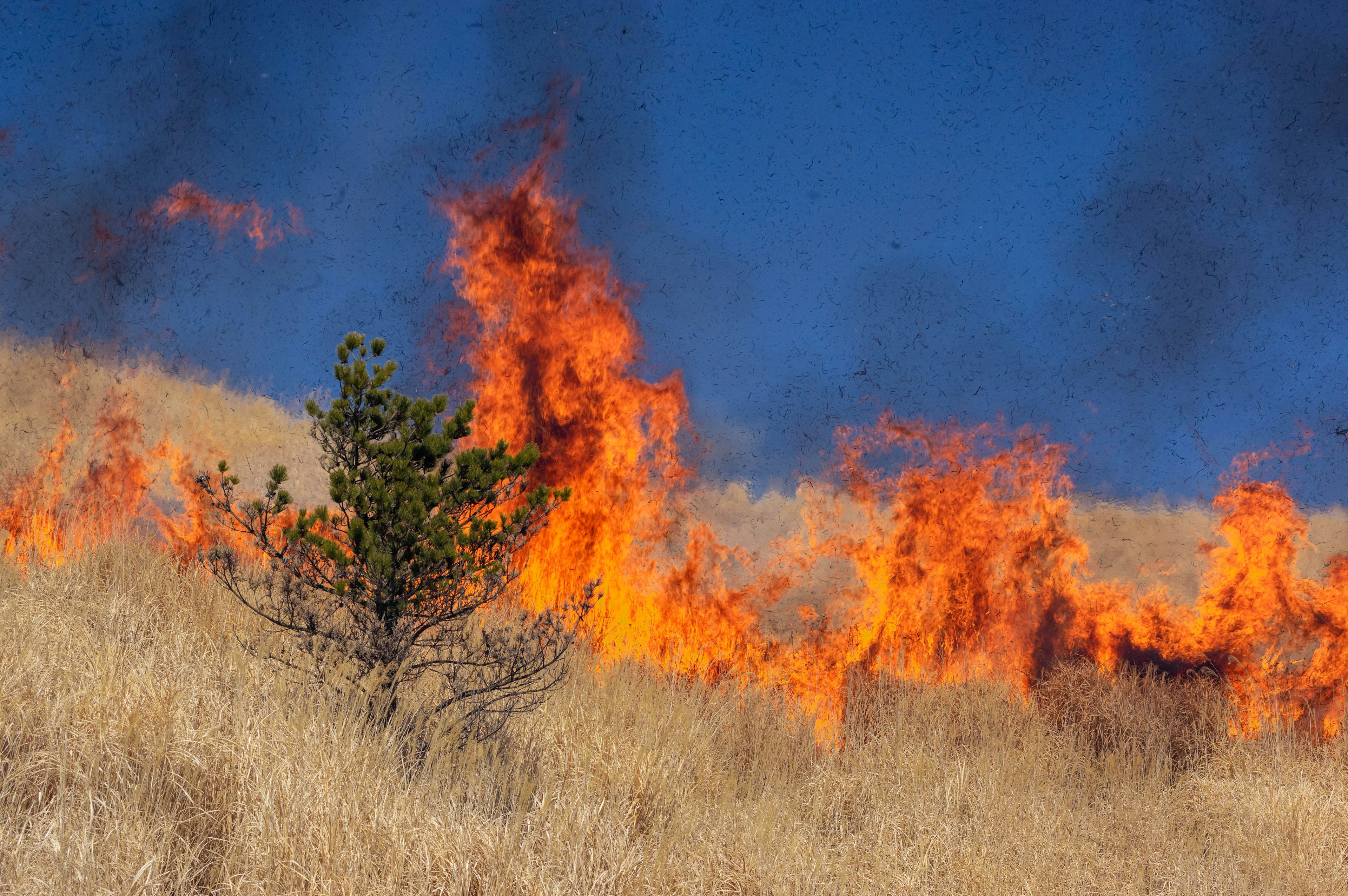 Flames engulfing a hillside with dry grass and a lone tree amidst the fire