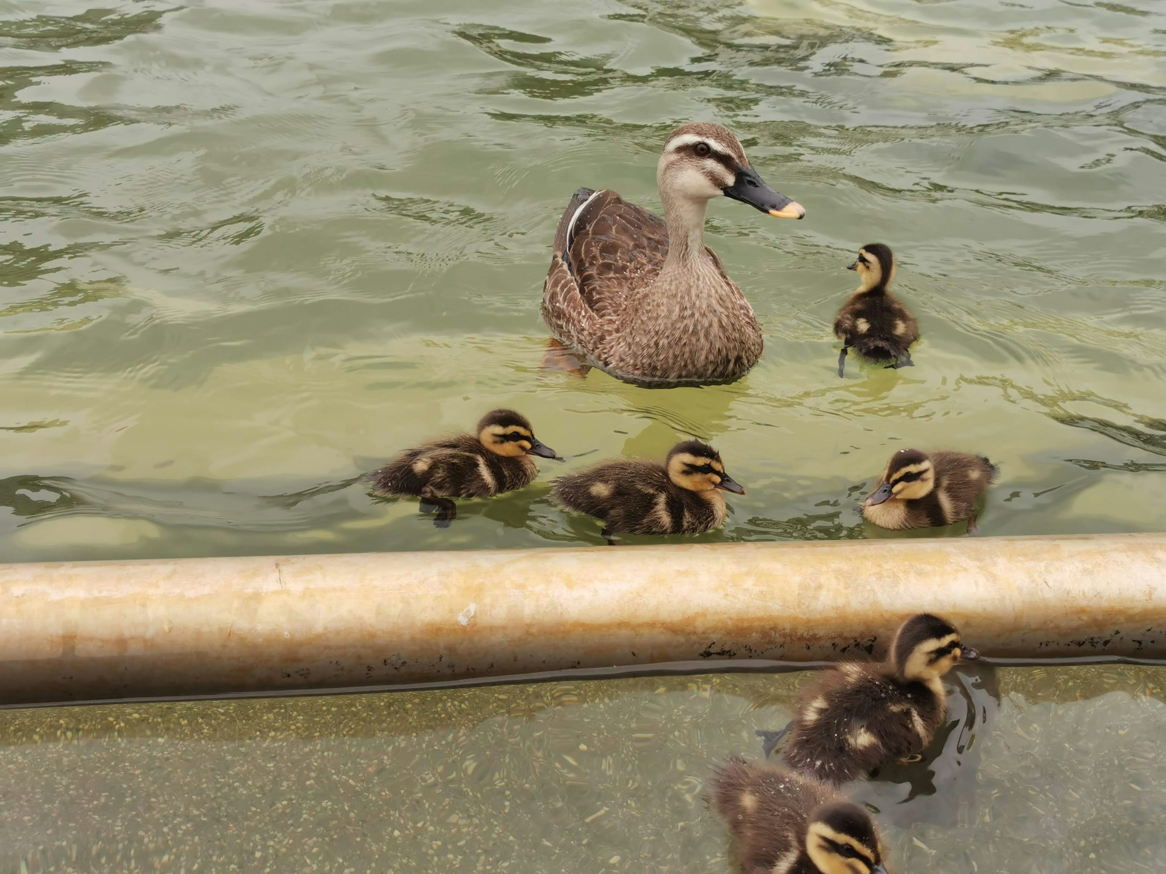 Eine Entenmutter schwimmt im Wasser mit ihren Entenküken