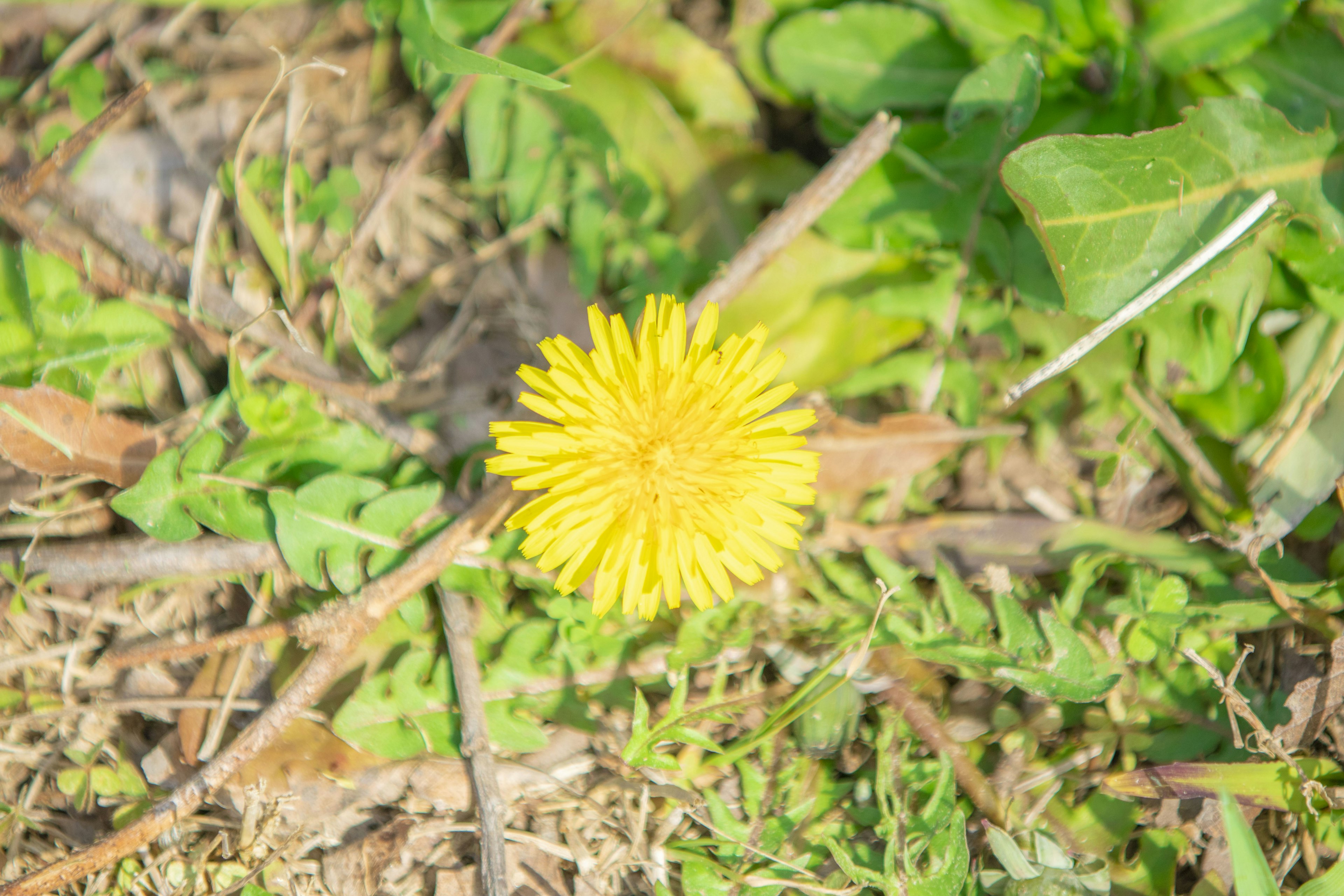 A bright yellow dandelion flower blooming among green grass