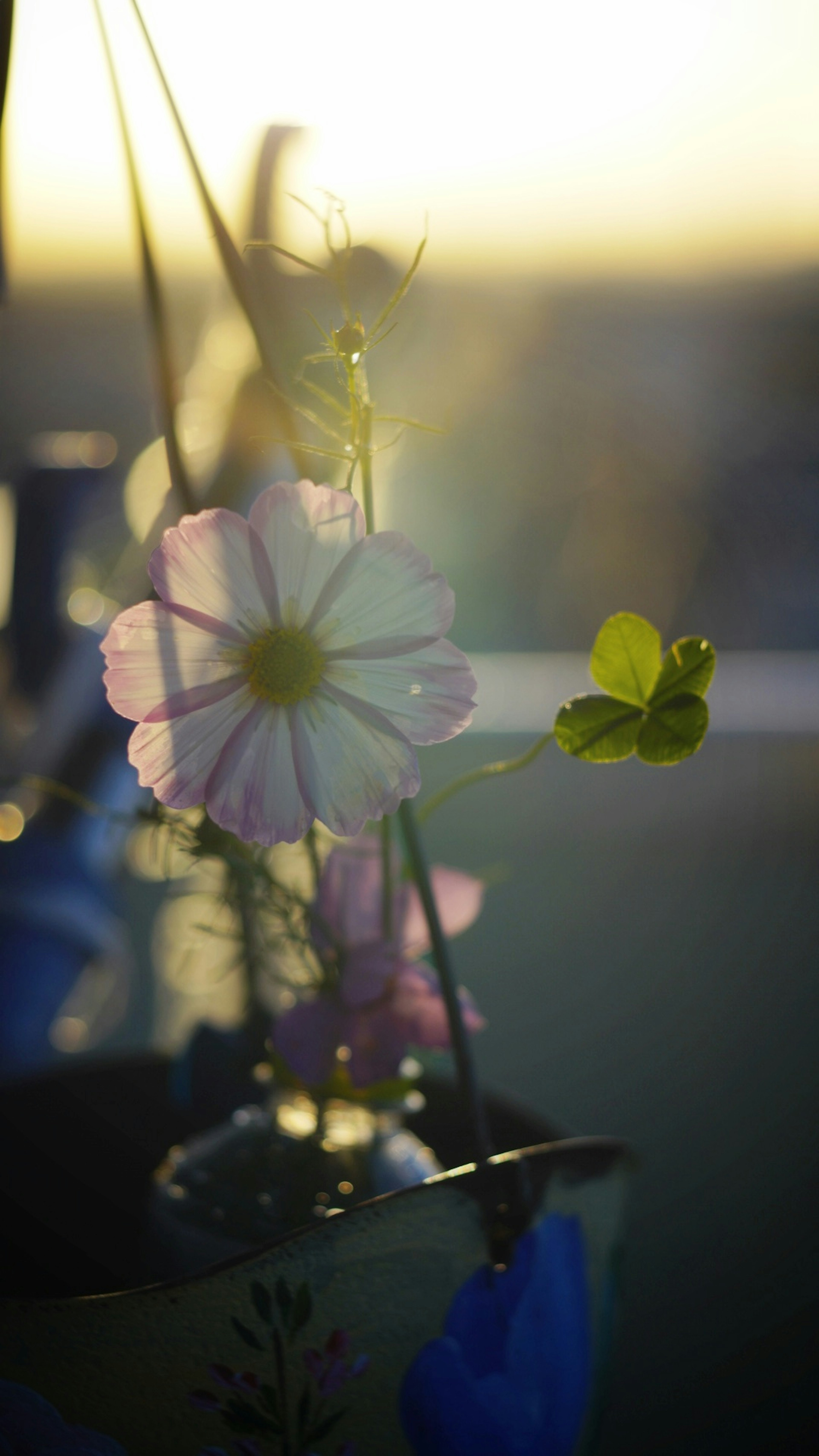 Pink flower and green leaves glowing in soft light