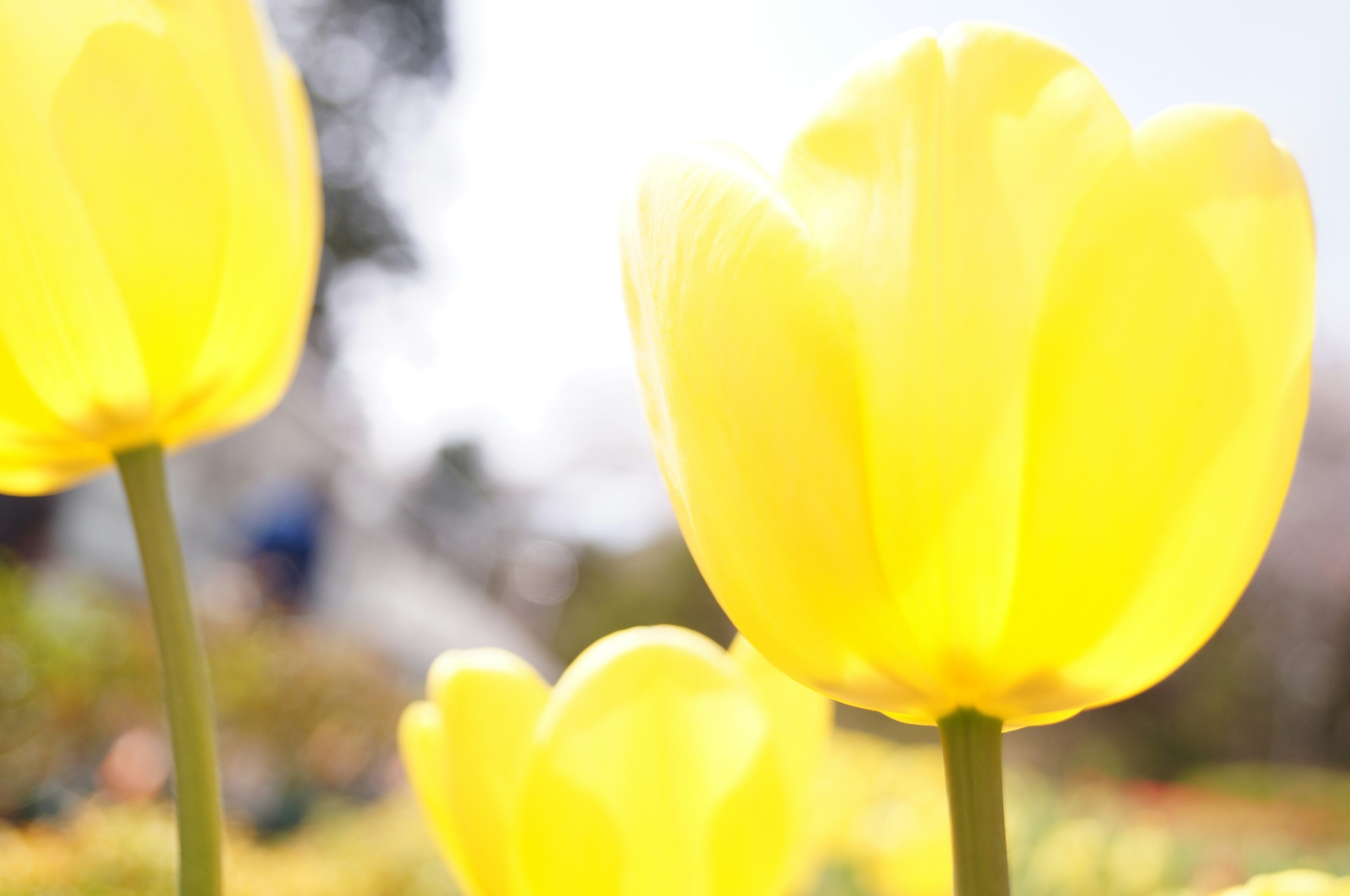 Foto de primer plano de tulipanes amarillos en flor