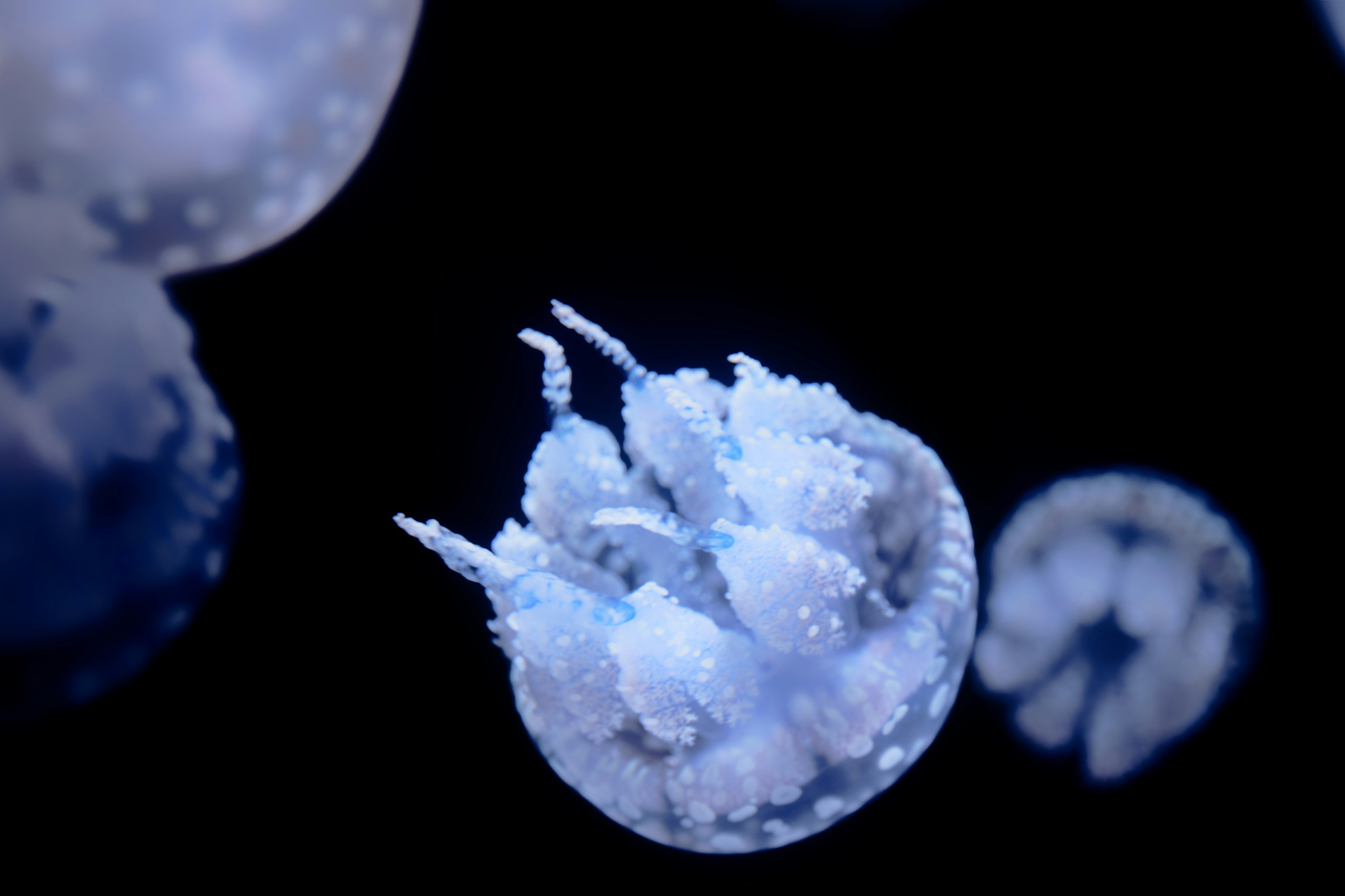 Une méduse illuminée en bleu flottant sur un fond sombre