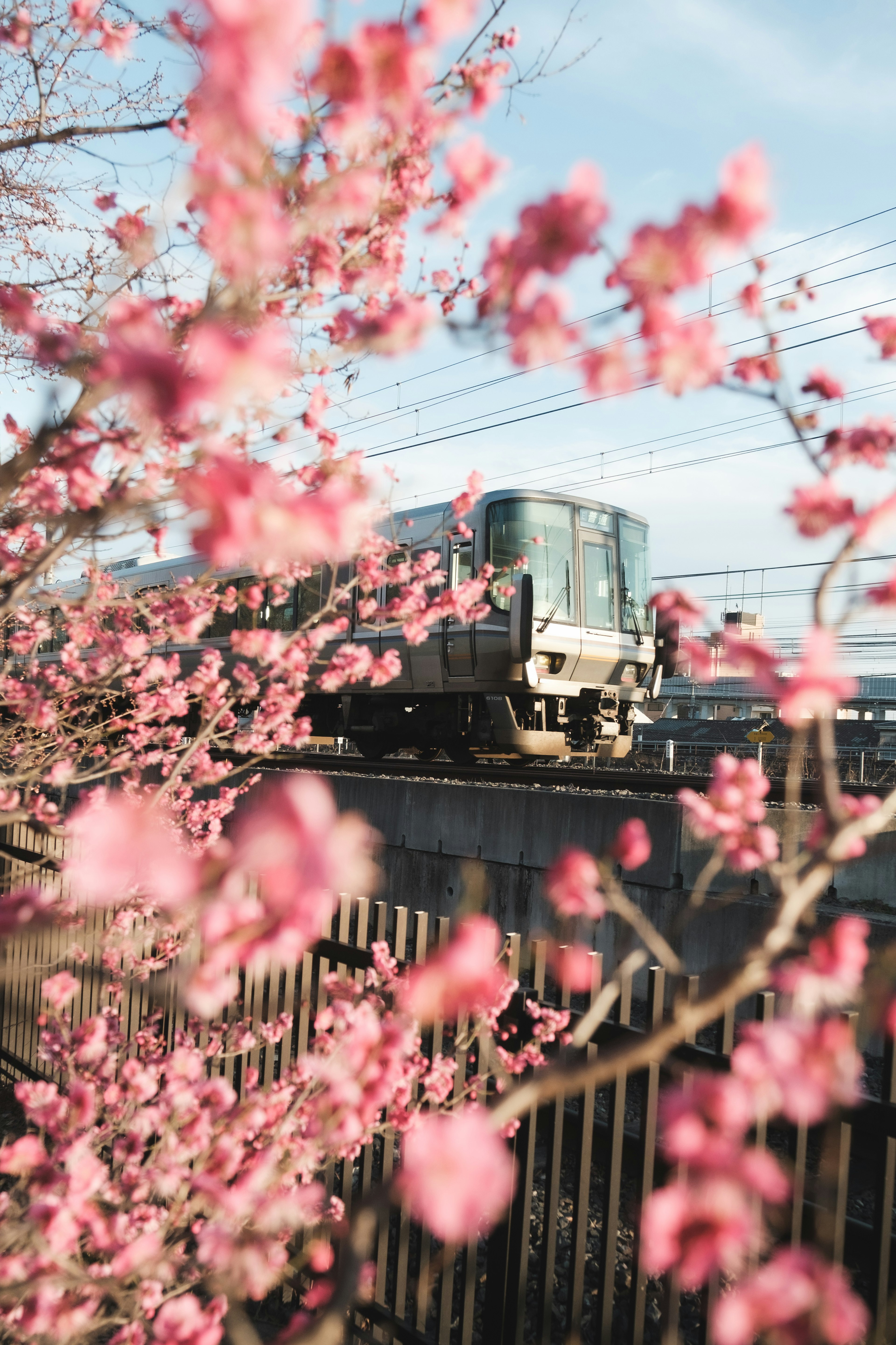 桜の花越しに見える電車の風景