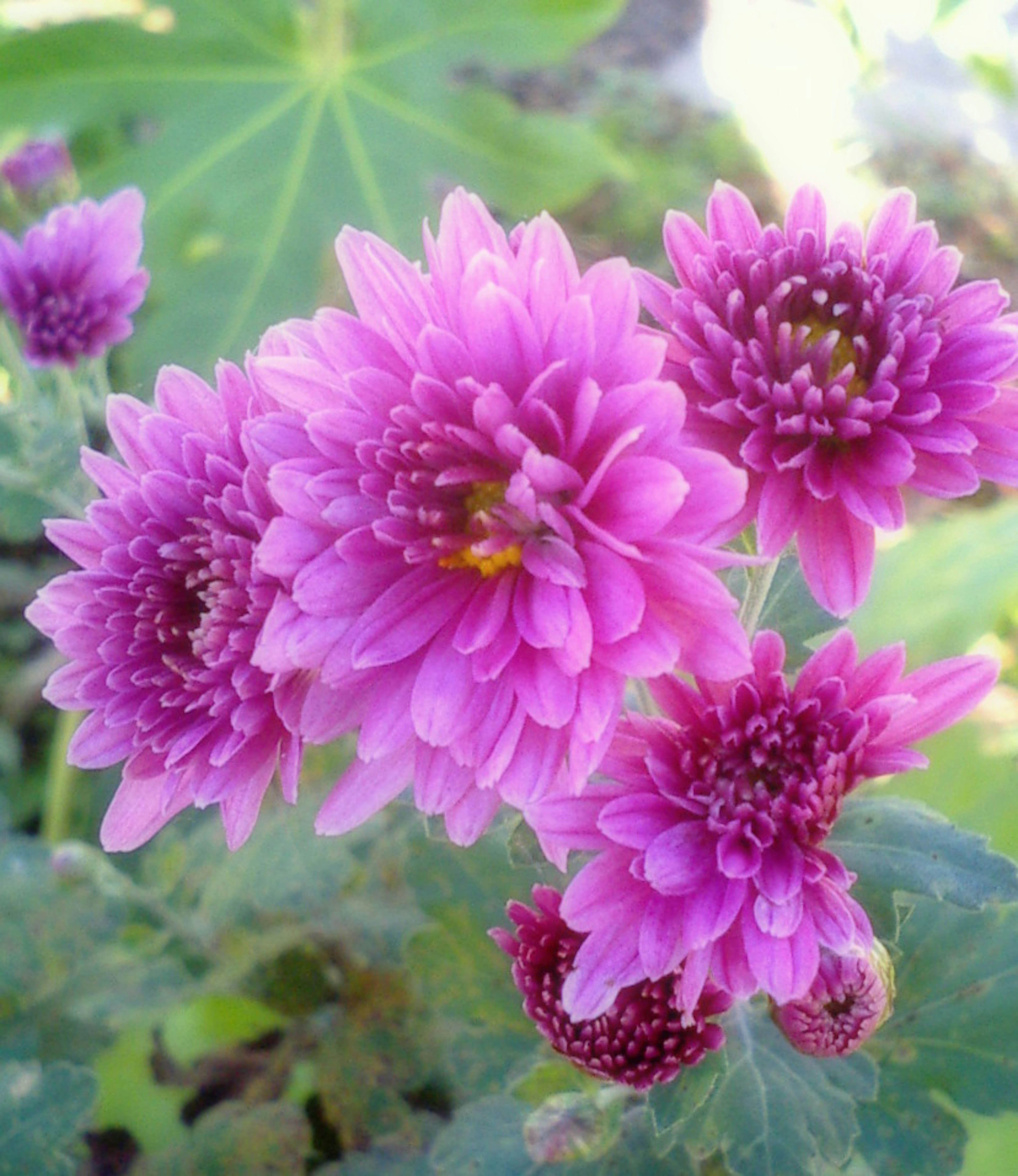 Primo piano di fiori viola vibranti che sbocciano su una pianta