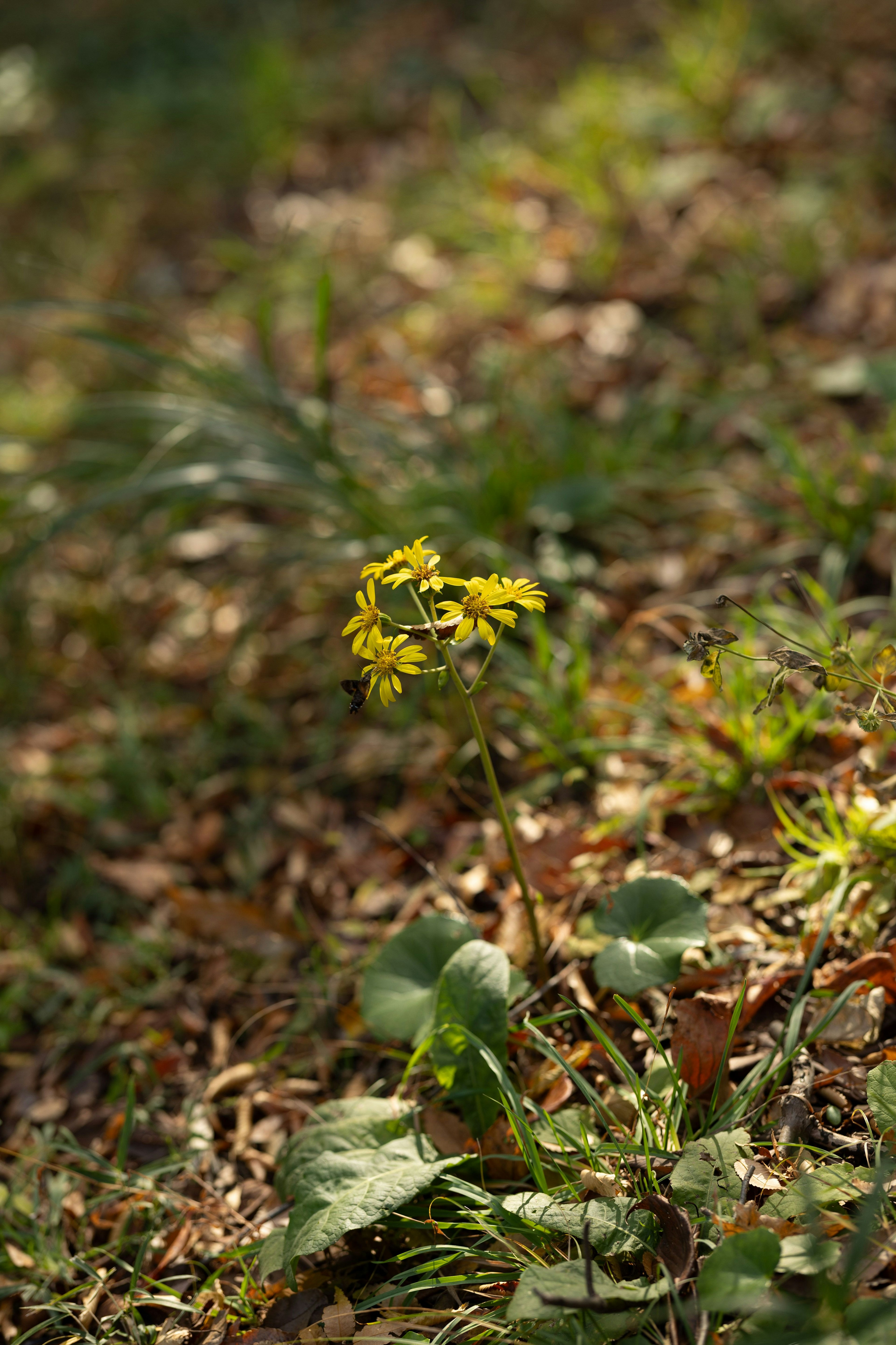 Un piccolo fiore giallo che sboccia tra l'erba verde