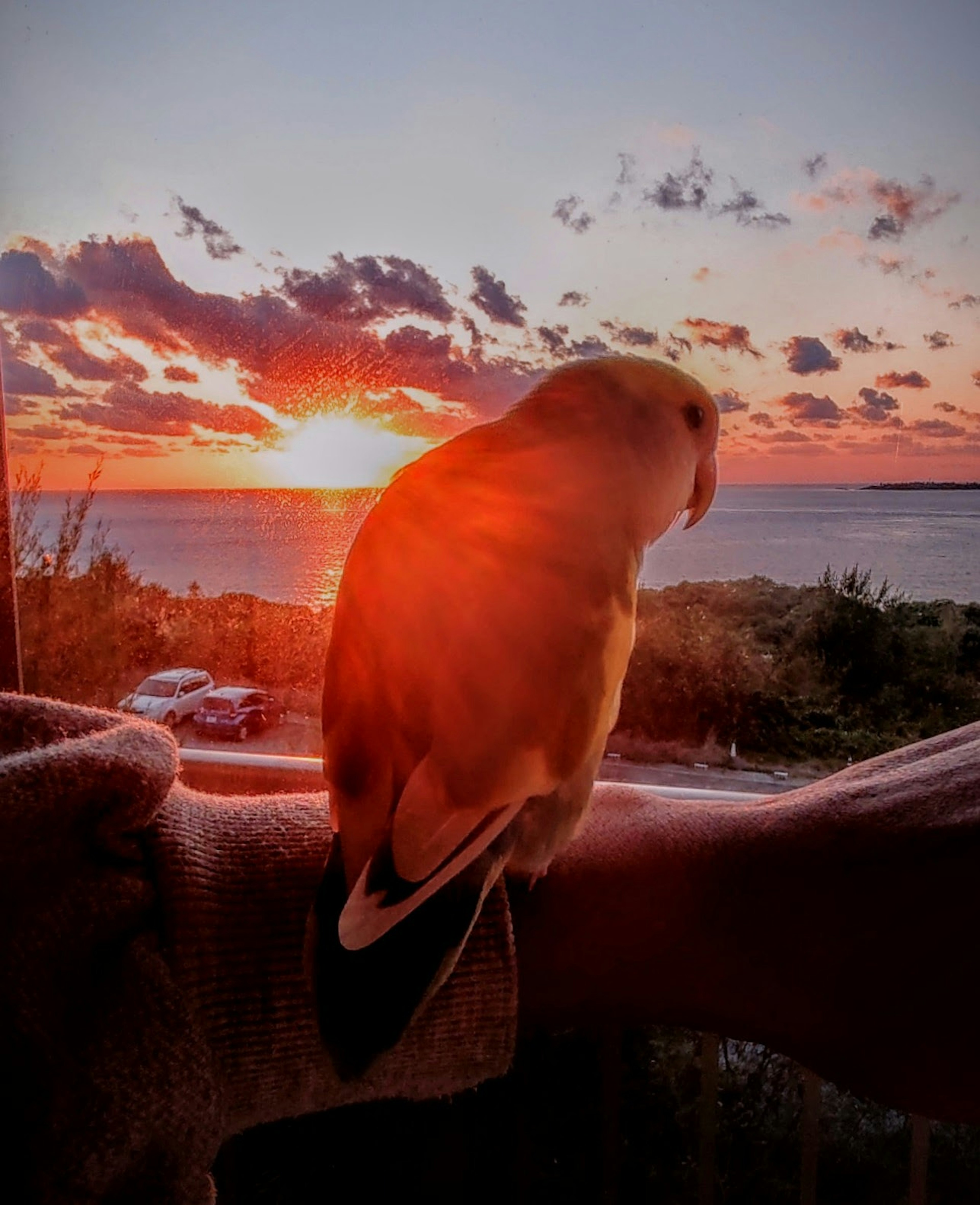 A bird perched on an arm with a sunset backdrop over the water