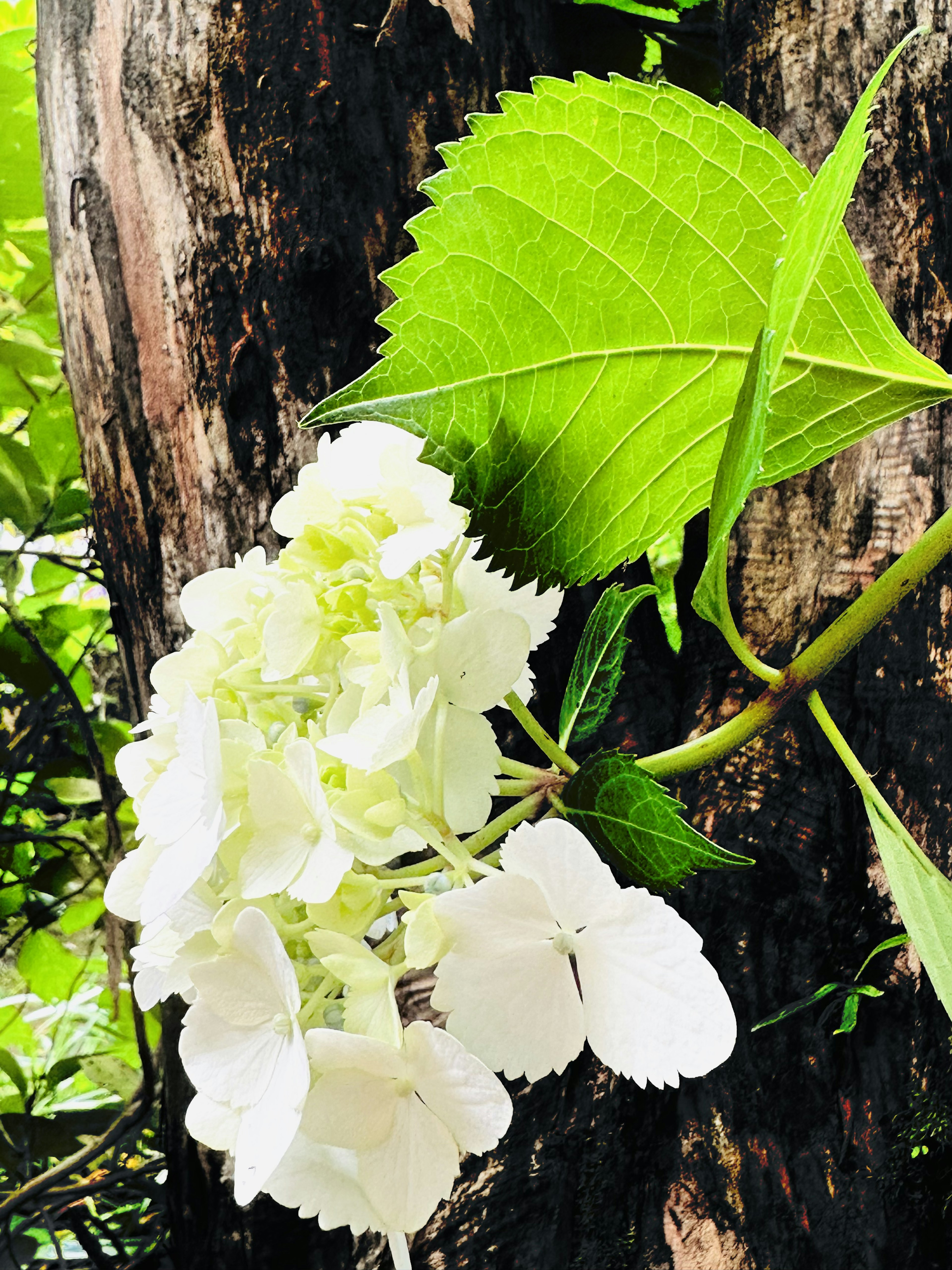 木の幹に寄り添う白いアジサイの花と大きな緑の葉