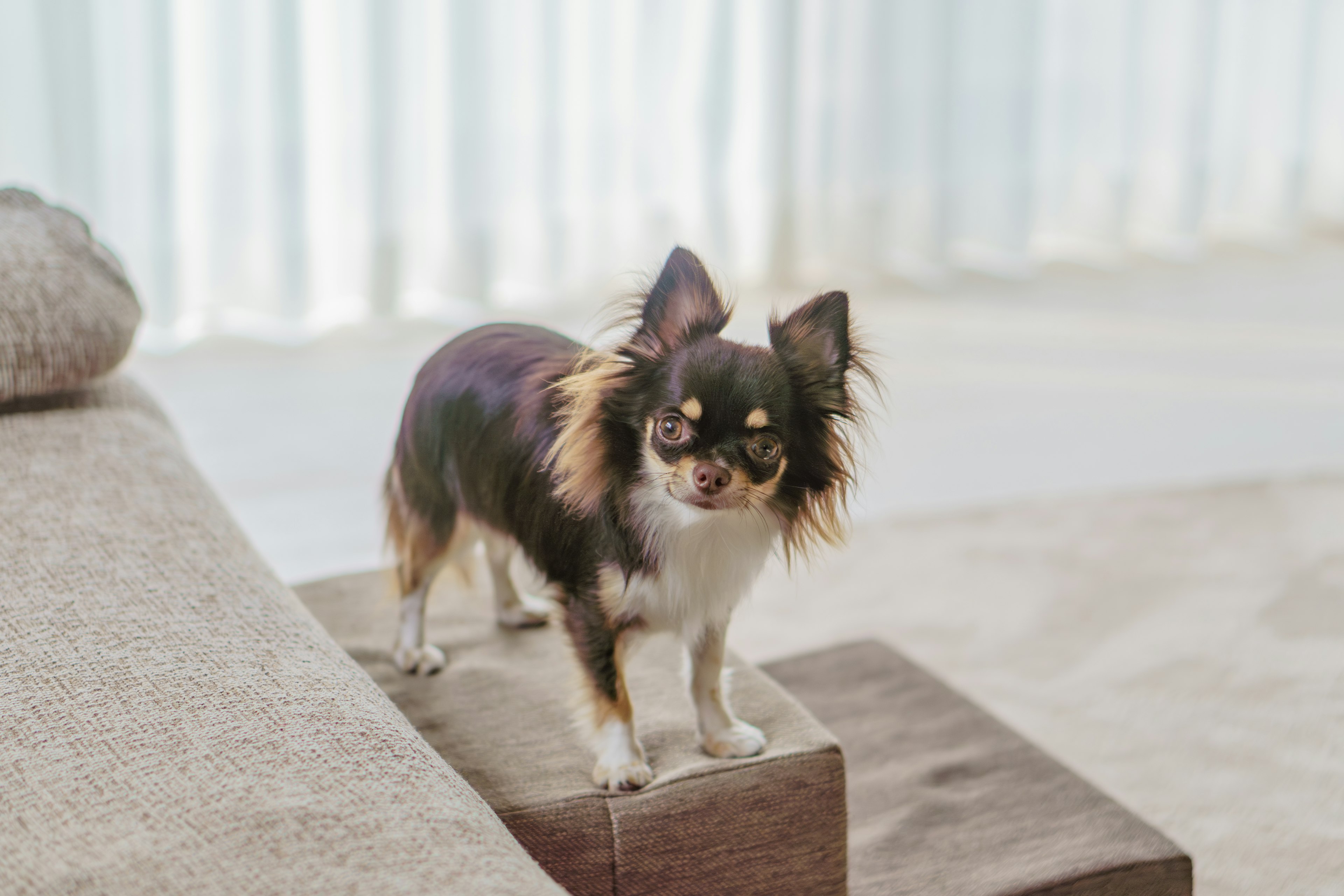 Một chú Chihuahua nâu và trắng đứng trên ghế sofa