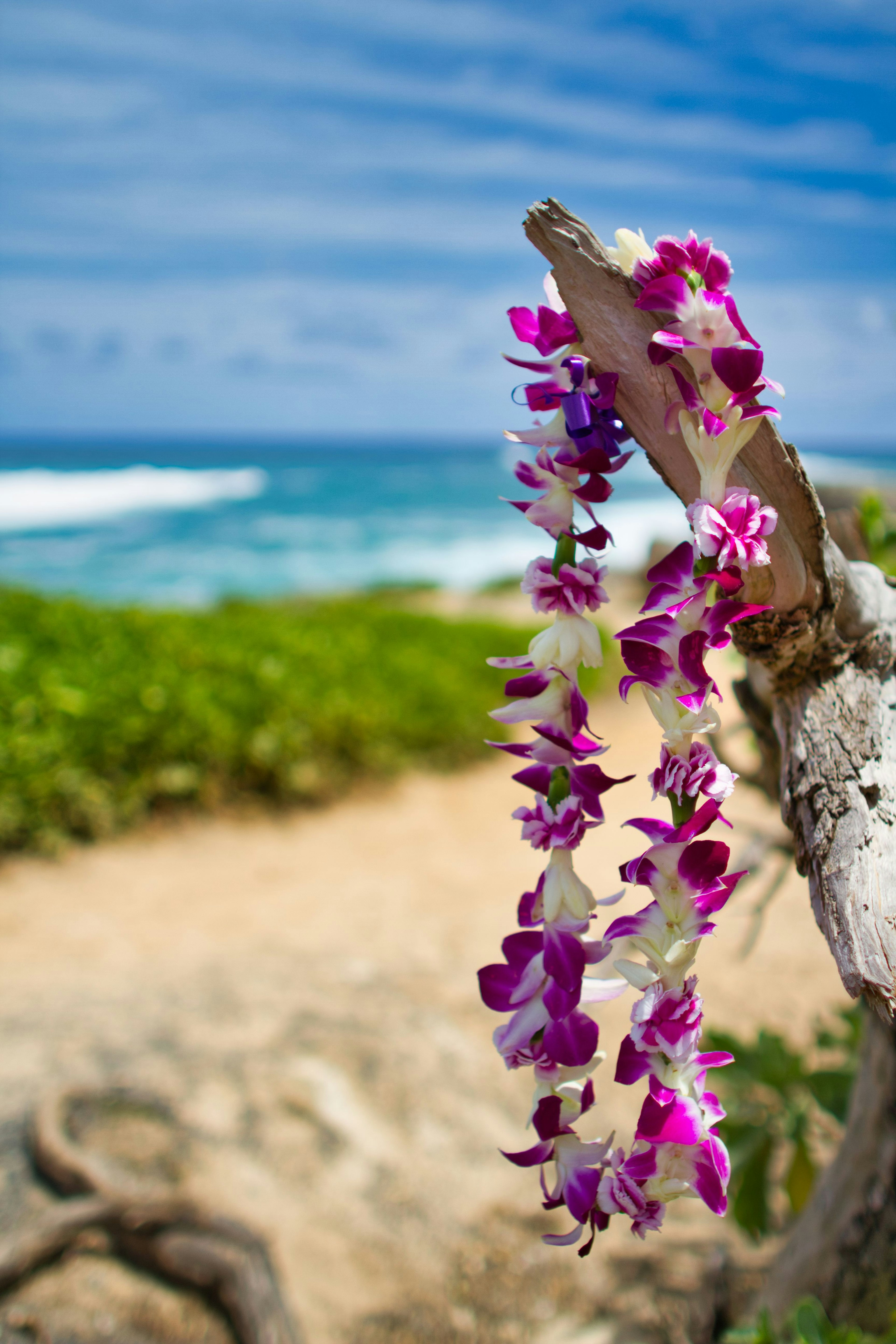 A branch adorned with purple flowers against a blue ocean backdrop