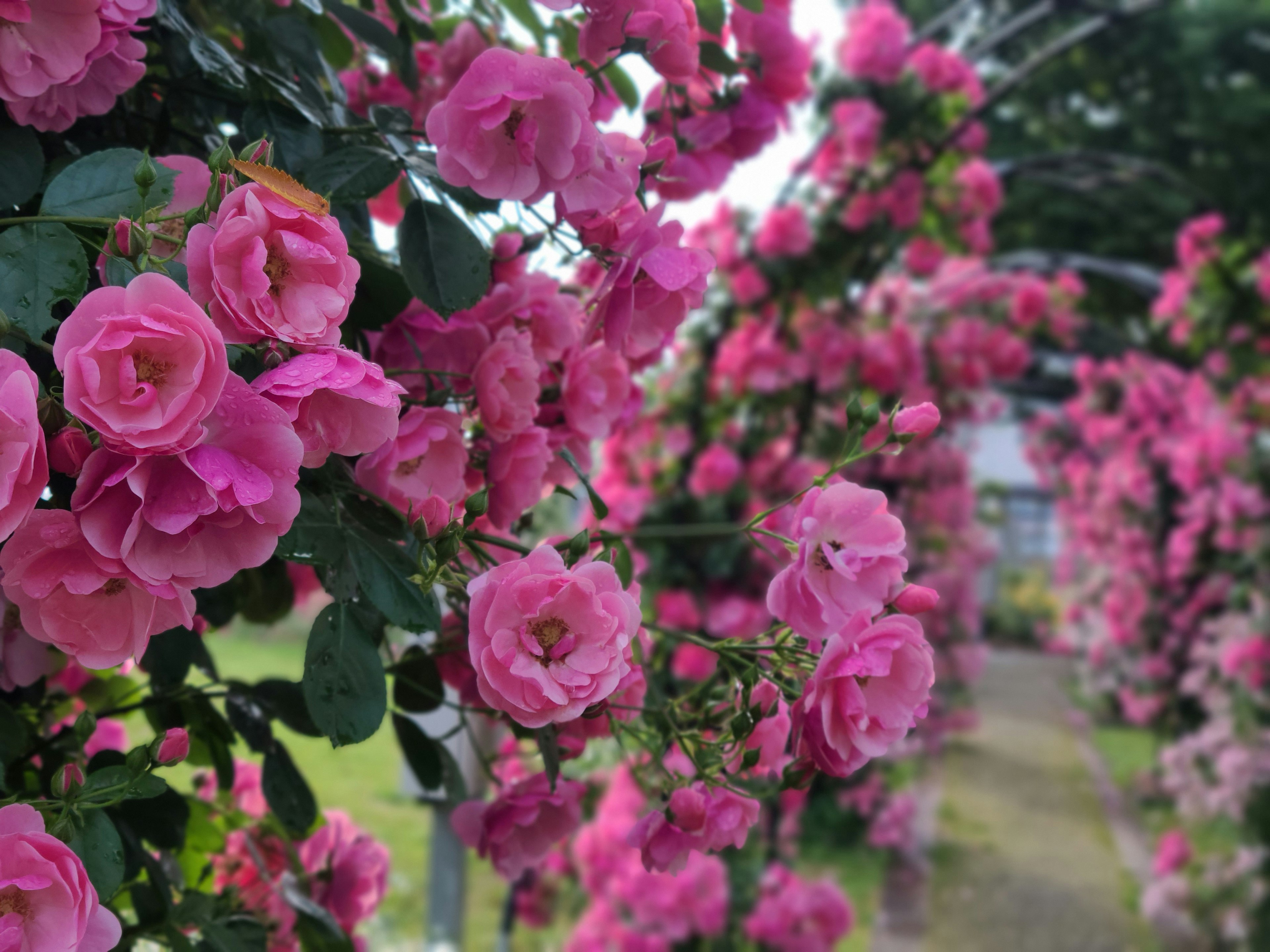 Vibrant pink roses blooming on an archway