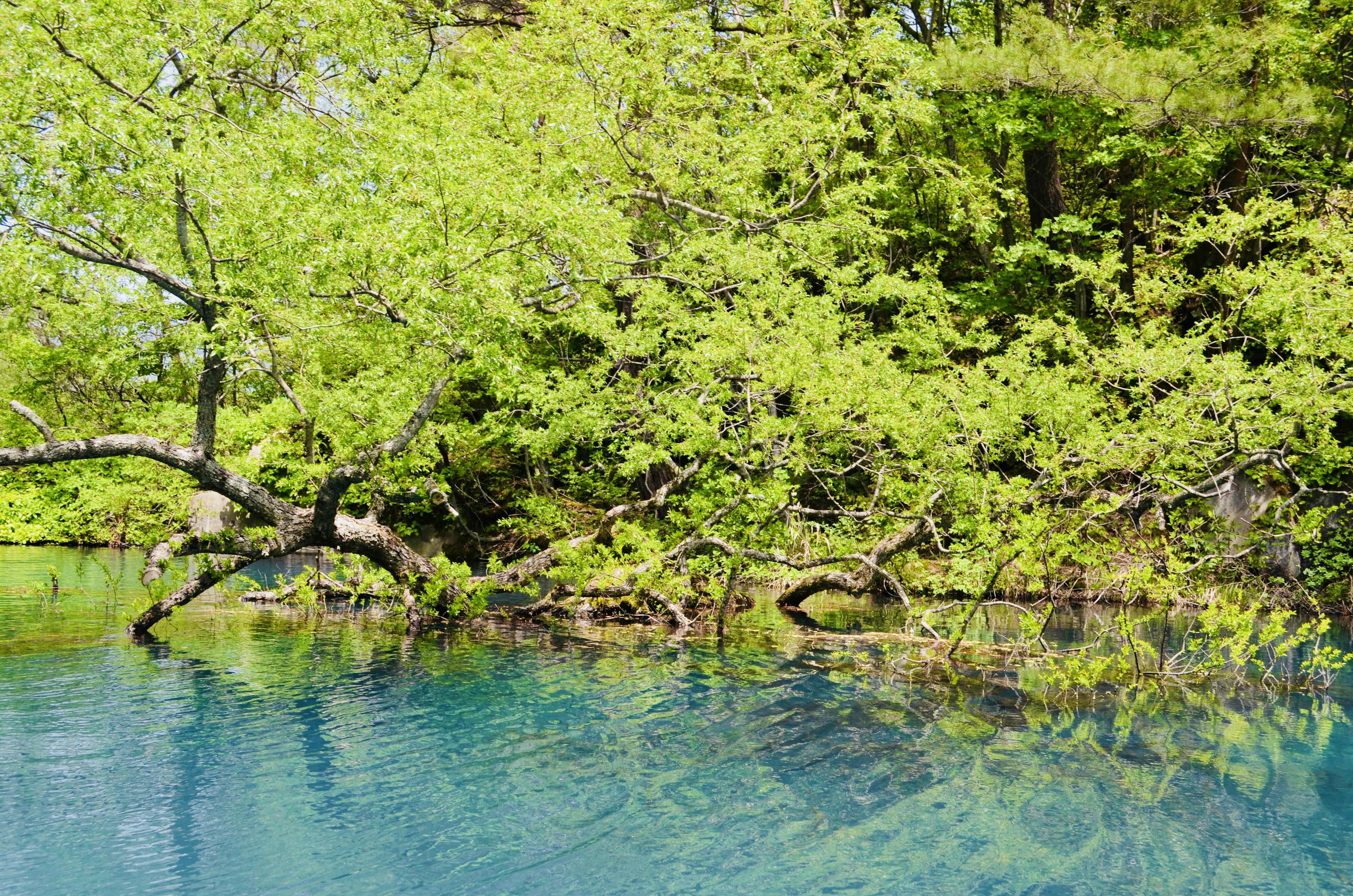 Beautiful scene of green-leaved trees reflected in blue water