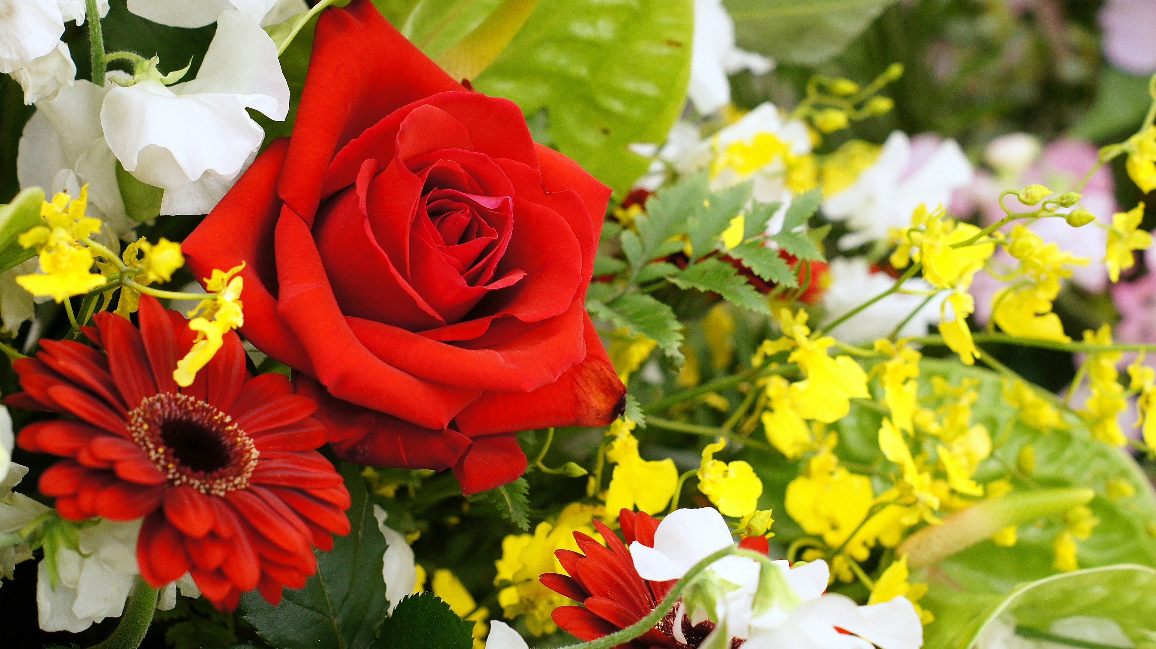 Vibrante rosa rossa circondata da vari fiori colorati