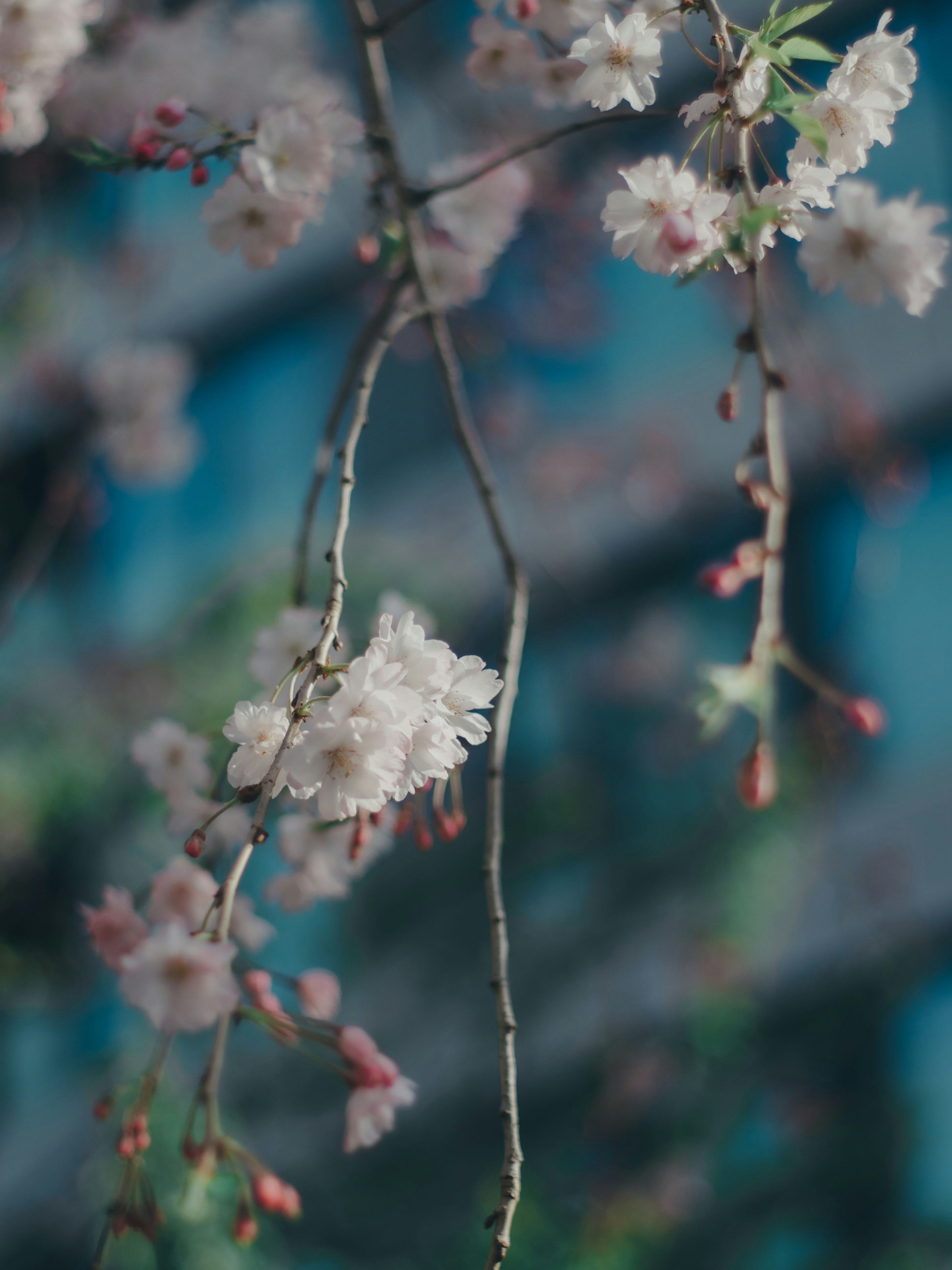 Kedekatan cabang bunga sakura dengan bunga merah muda di latar belakang biru