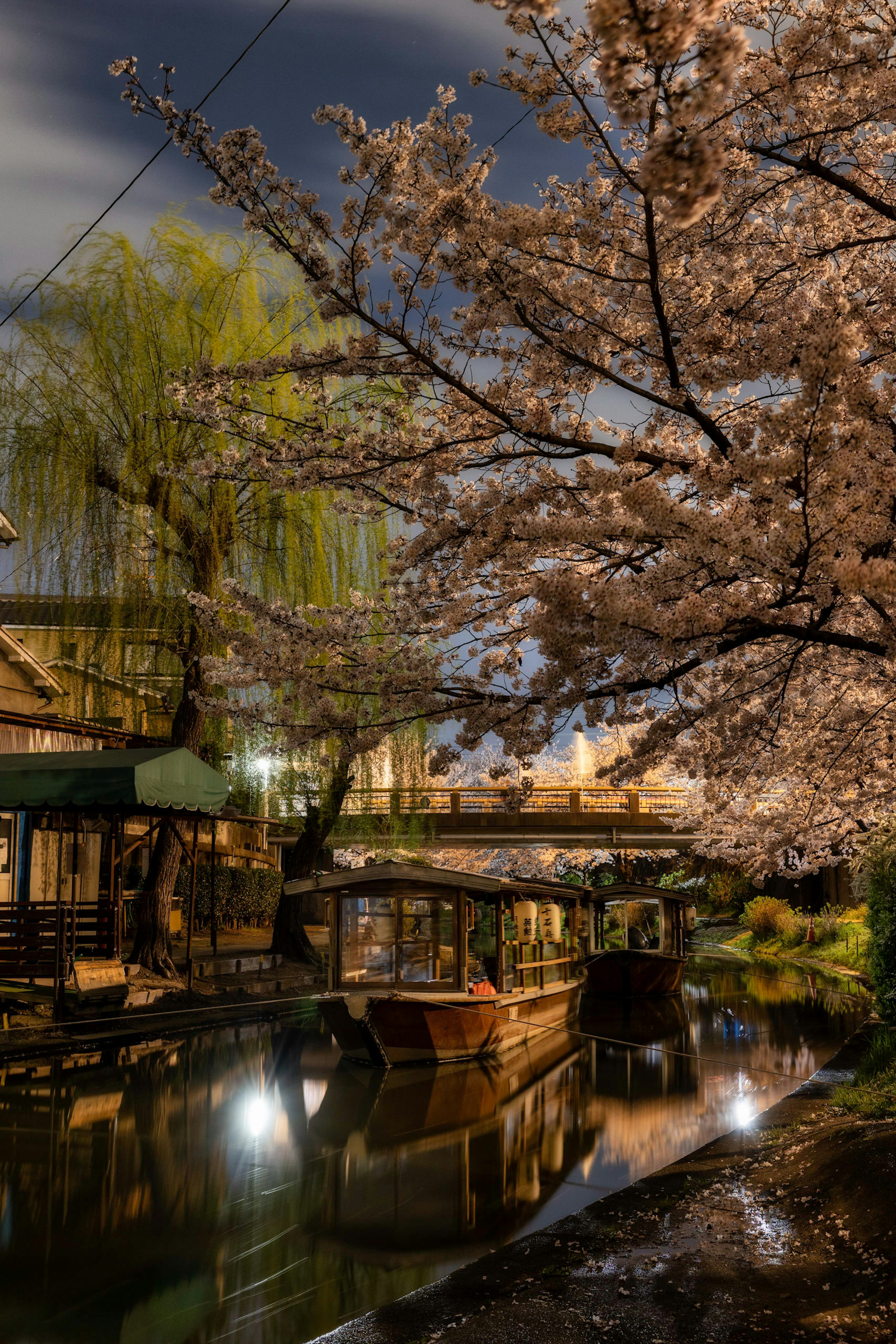 Pemandangan malam bunga sakura di atas kanal dengan perahu