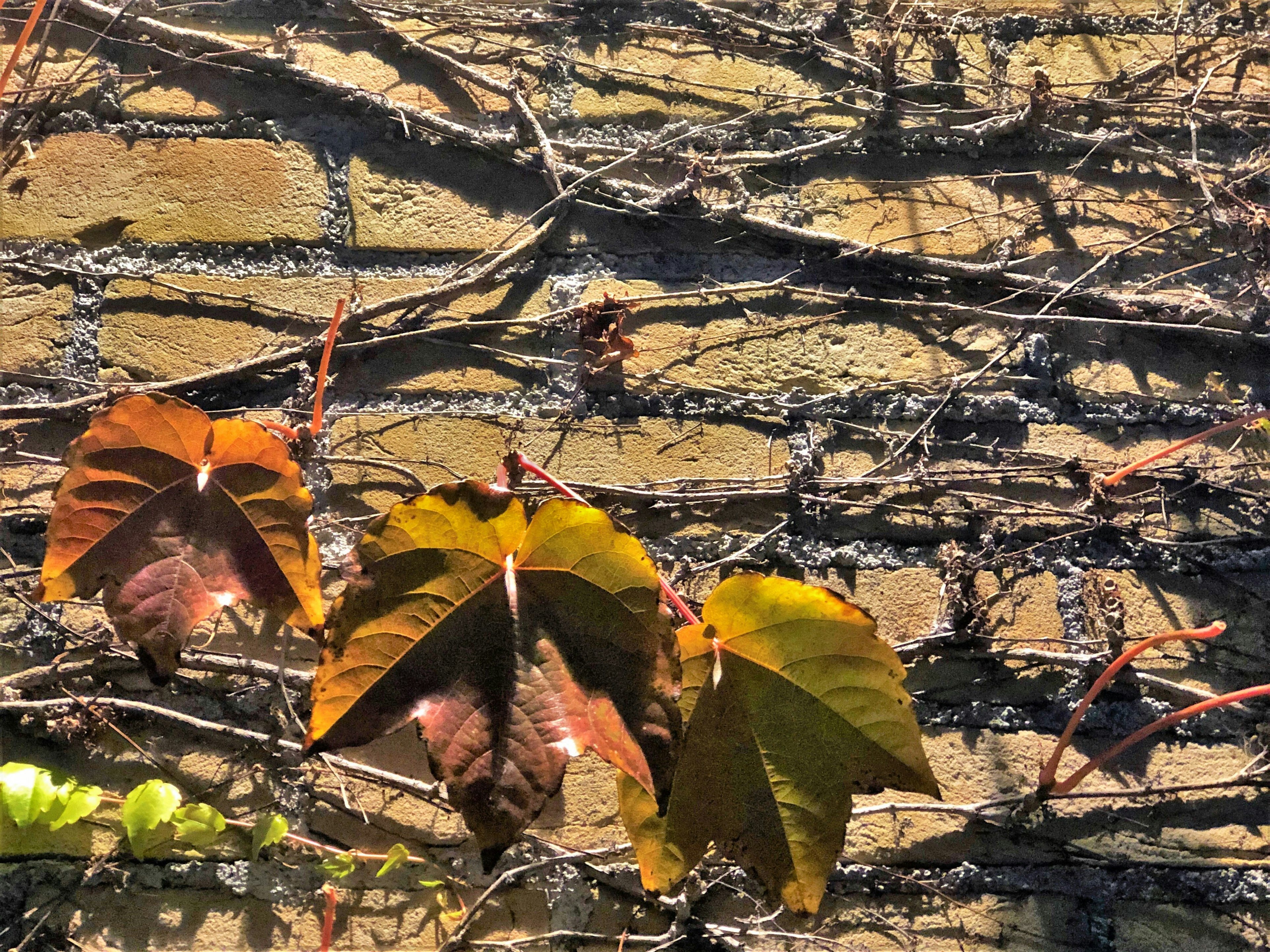 Nahaufnahme von herbstlichen Blättern, die an einer Ziegelwand hochklettern