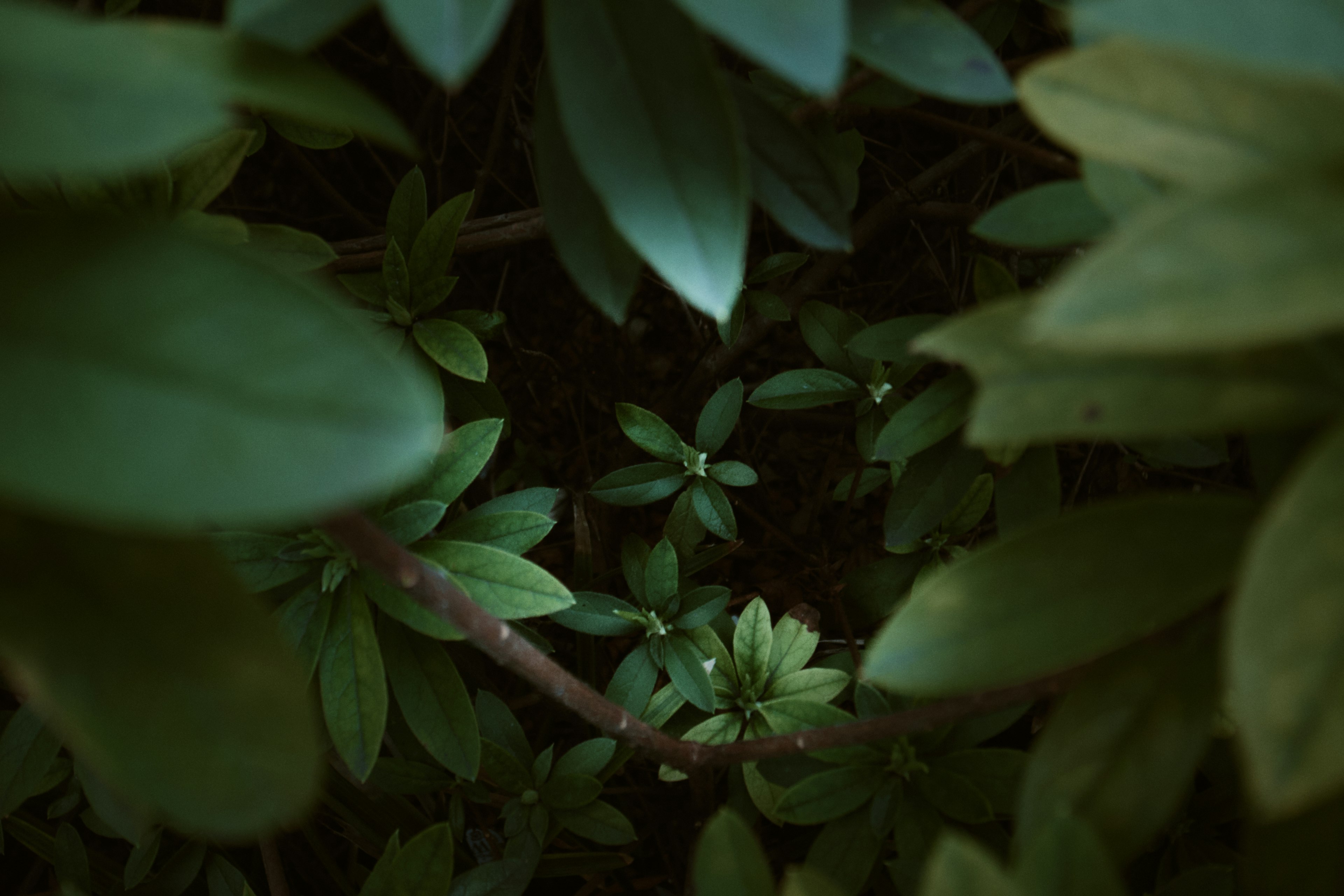 在黑暗背景中，绿色叶子环绕着中心植物的特写视图