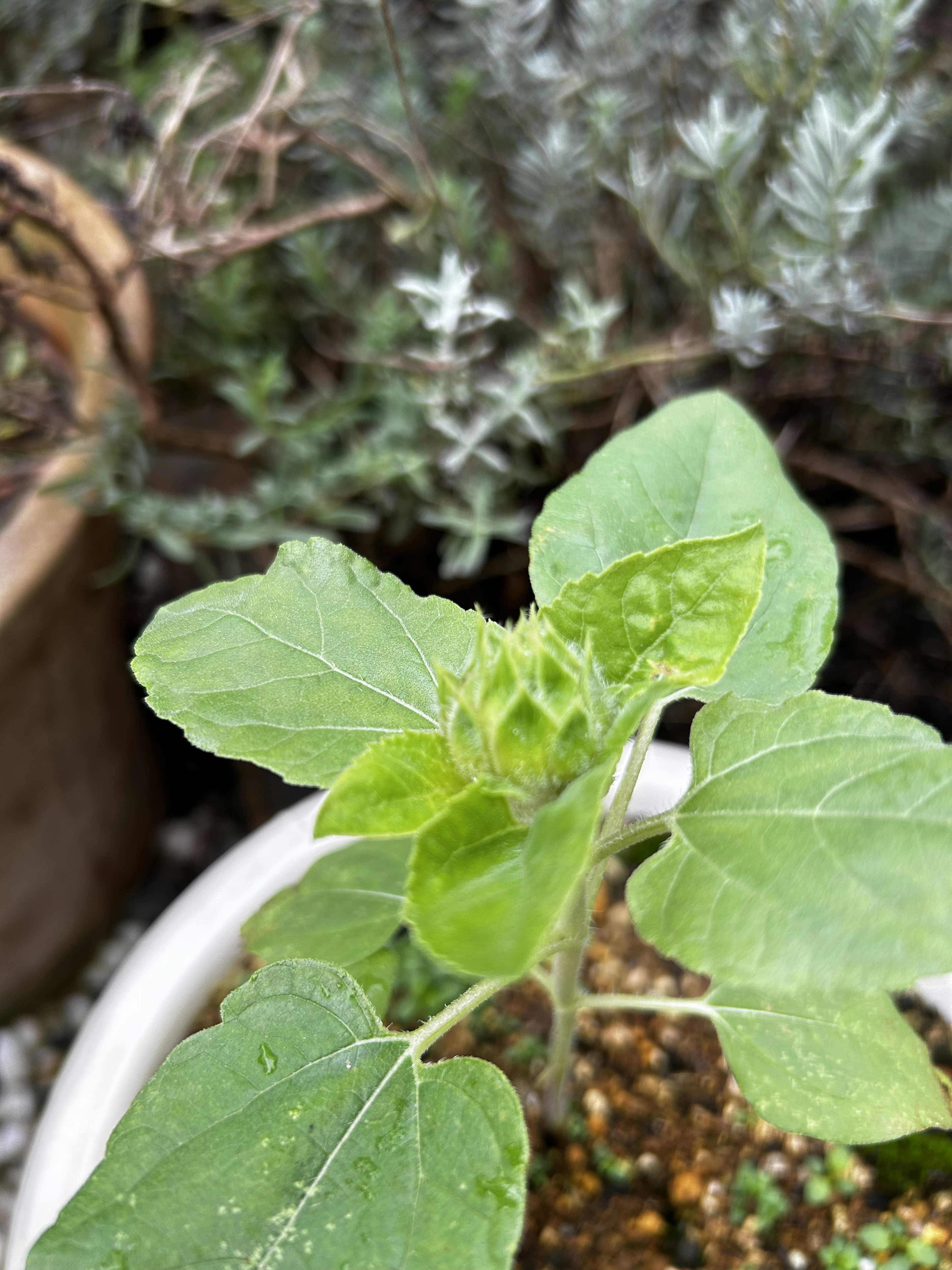 Primer plano de una planta en maceta con hojas verdes y un capullo