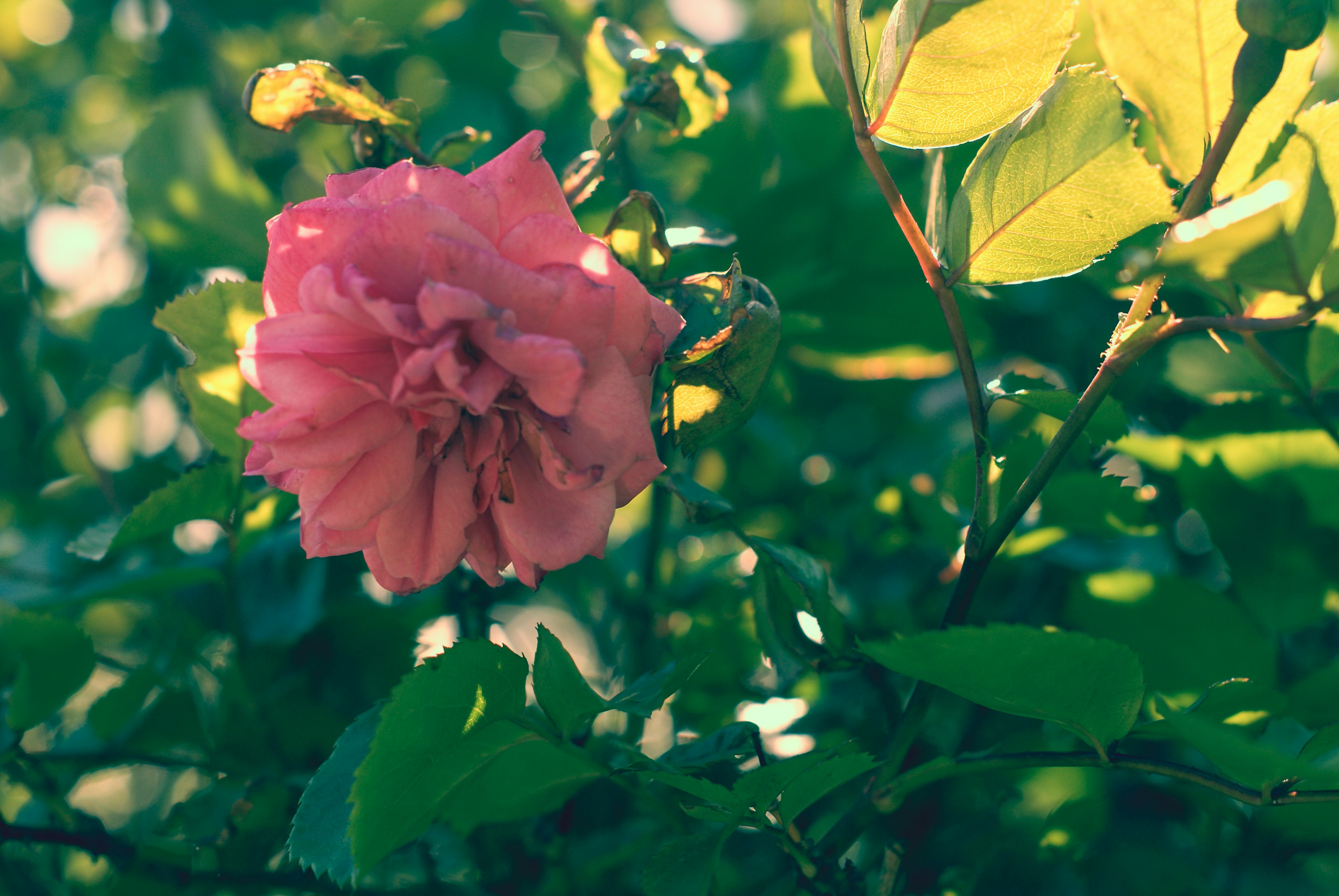 Fleur de rose rose visible parmi des feuilles vertes