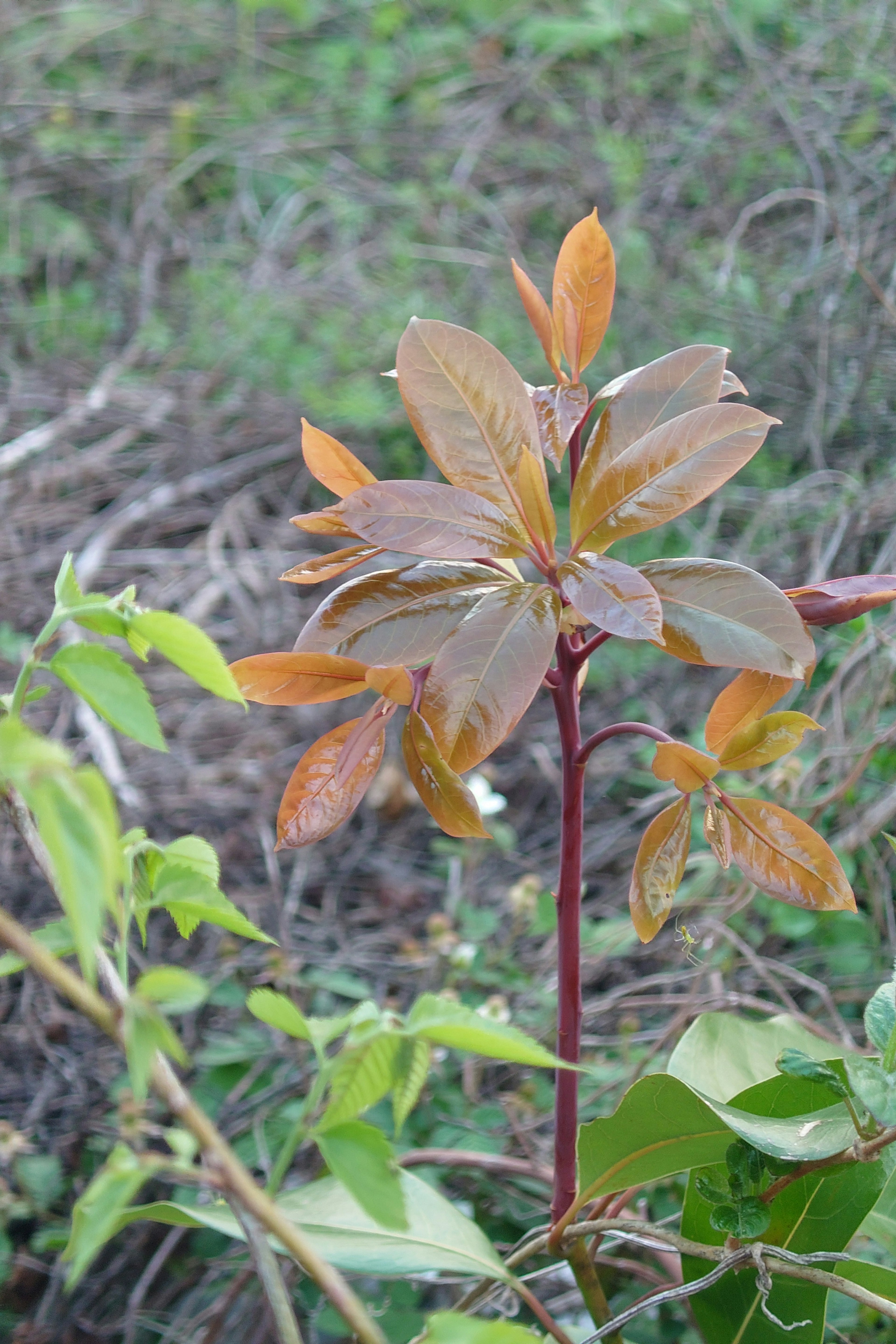 Primer plano de una planta joven con hojas verdes y marrones nuevas