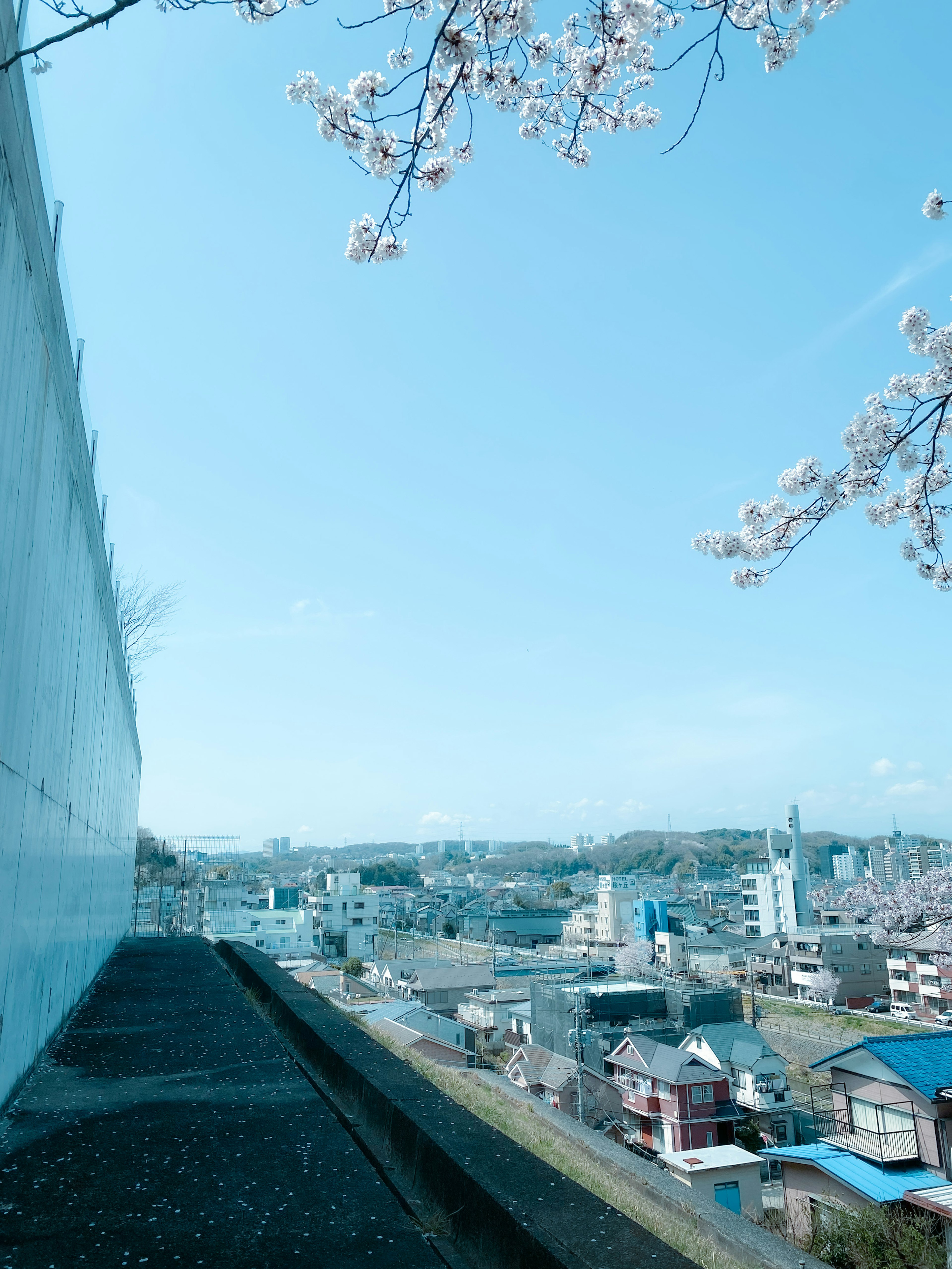 Vue pittoresque avec ciel bleu et branches de cerisier en fleurs