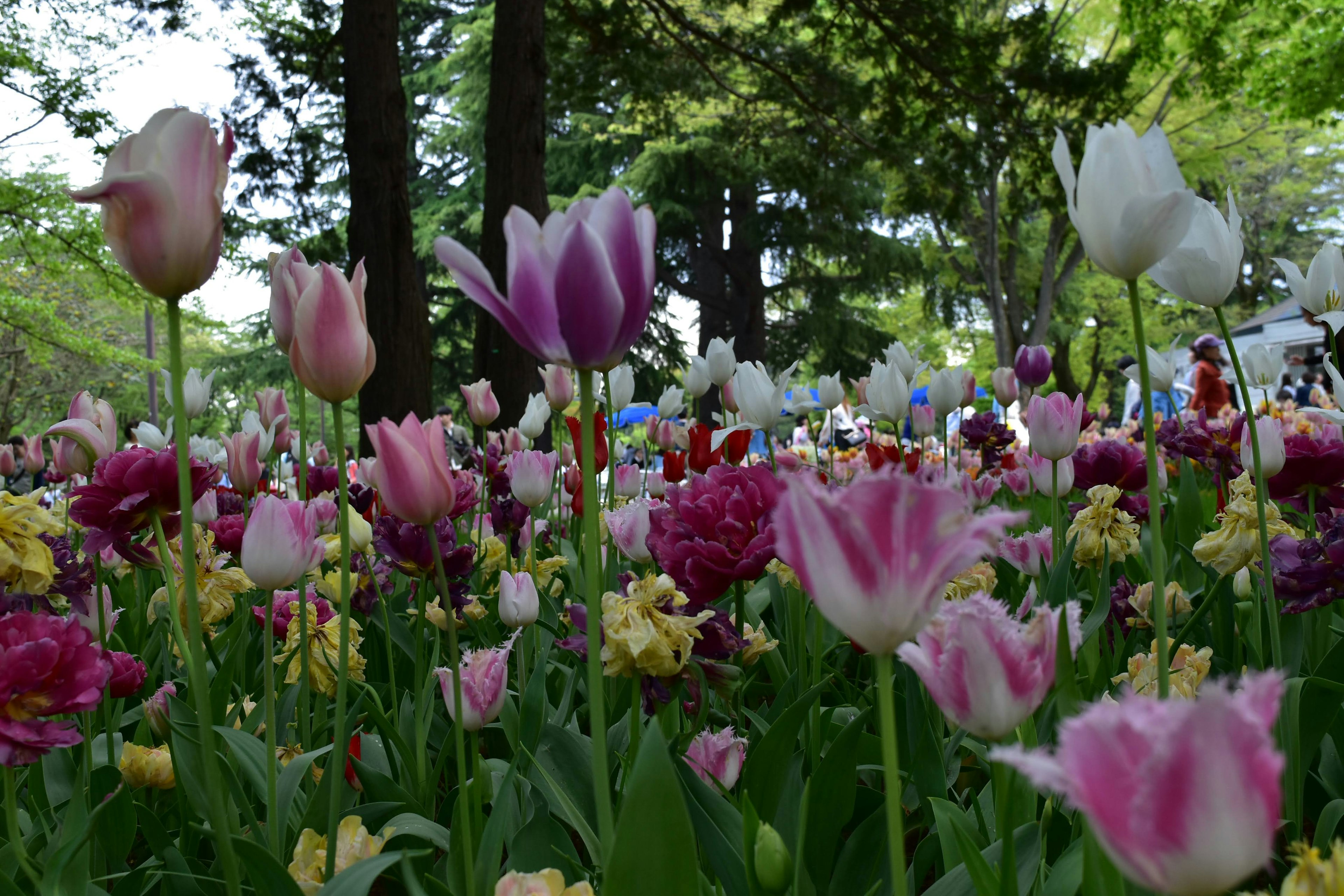 Campo di tulipani colorati in piena fioritura con varie sfumature