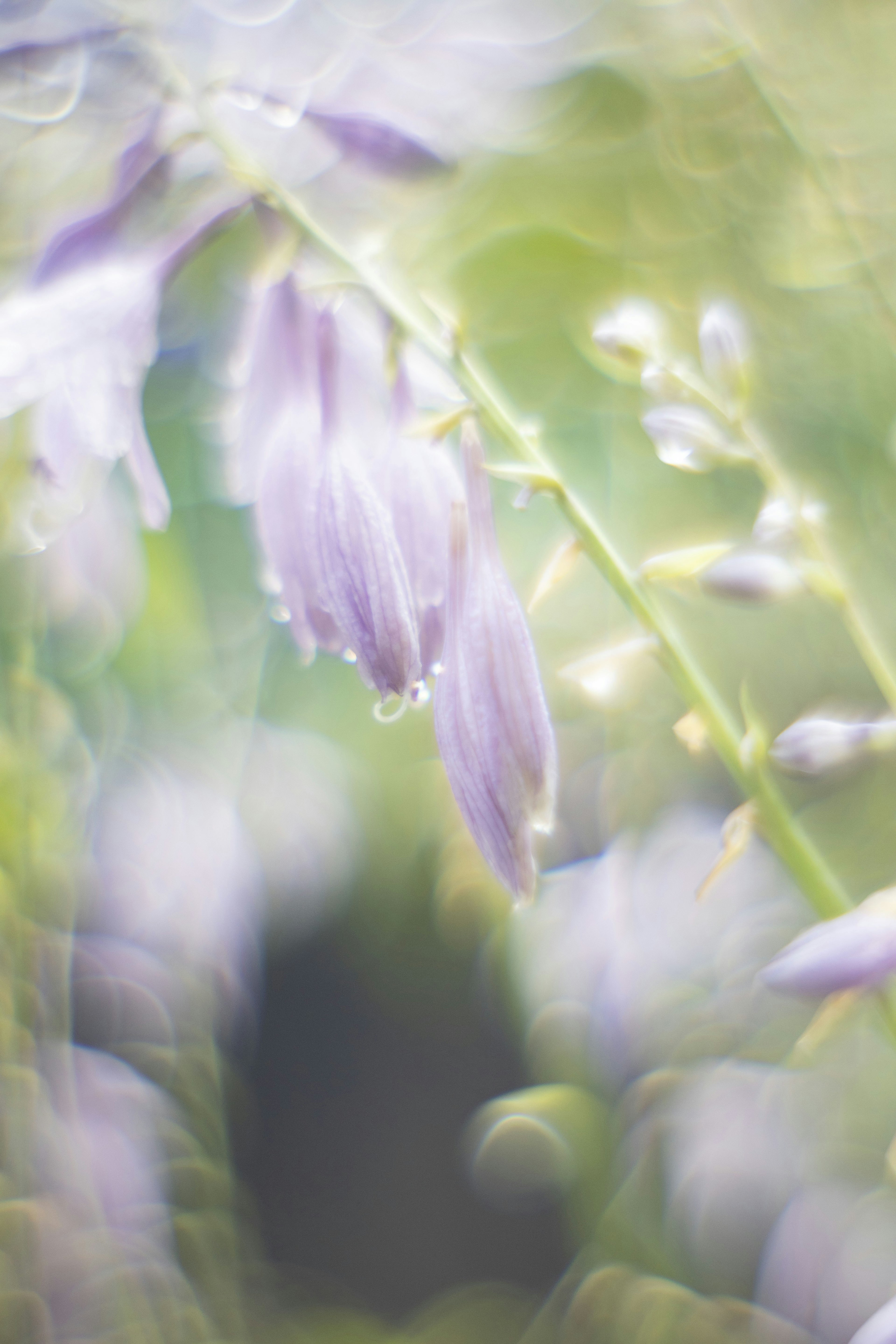 Gruppi sfocati di fiori viola con gocce d'acqua su uno sfondo verde