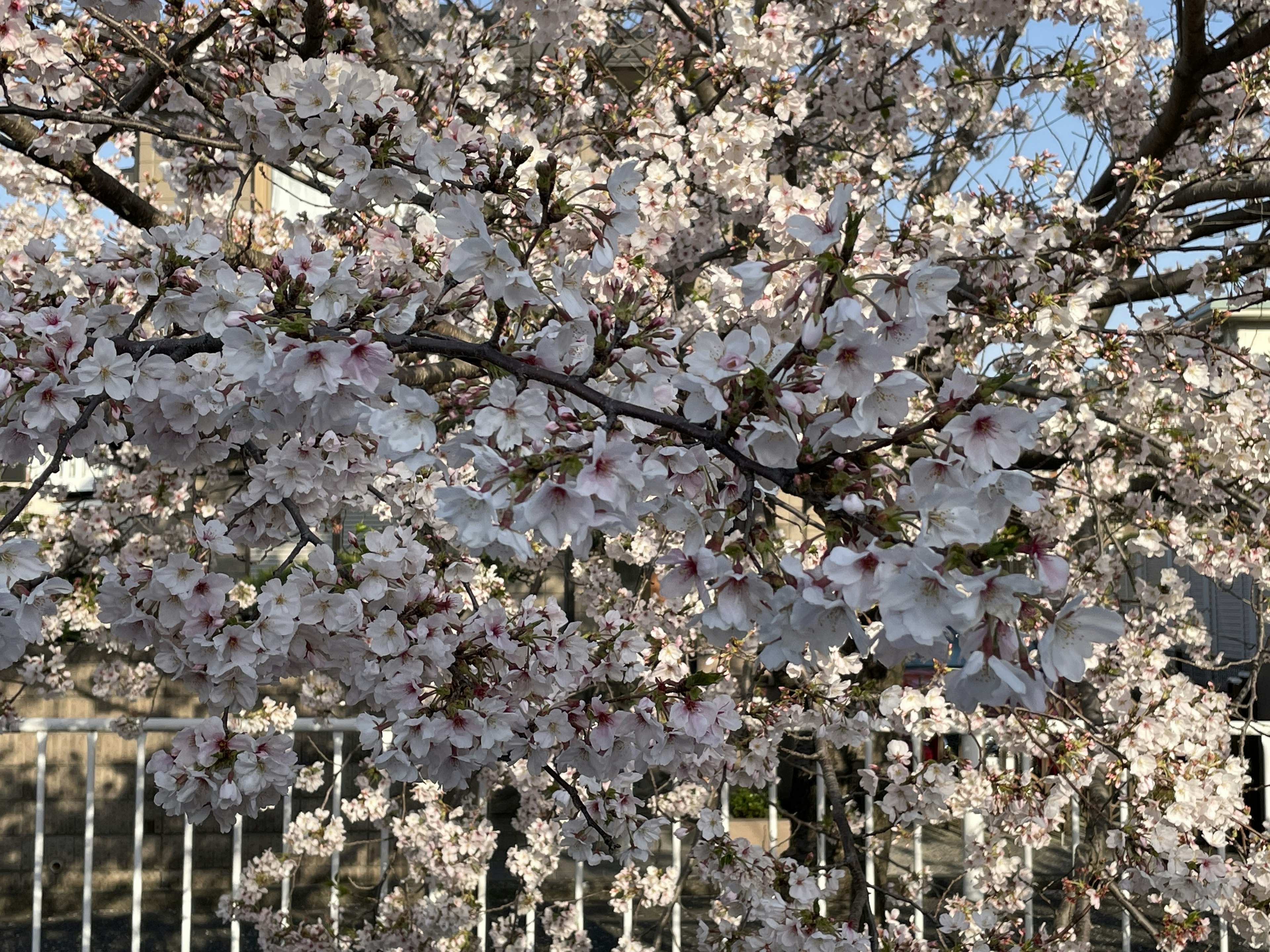 Primo piano di un albero di ciliegio in fiore