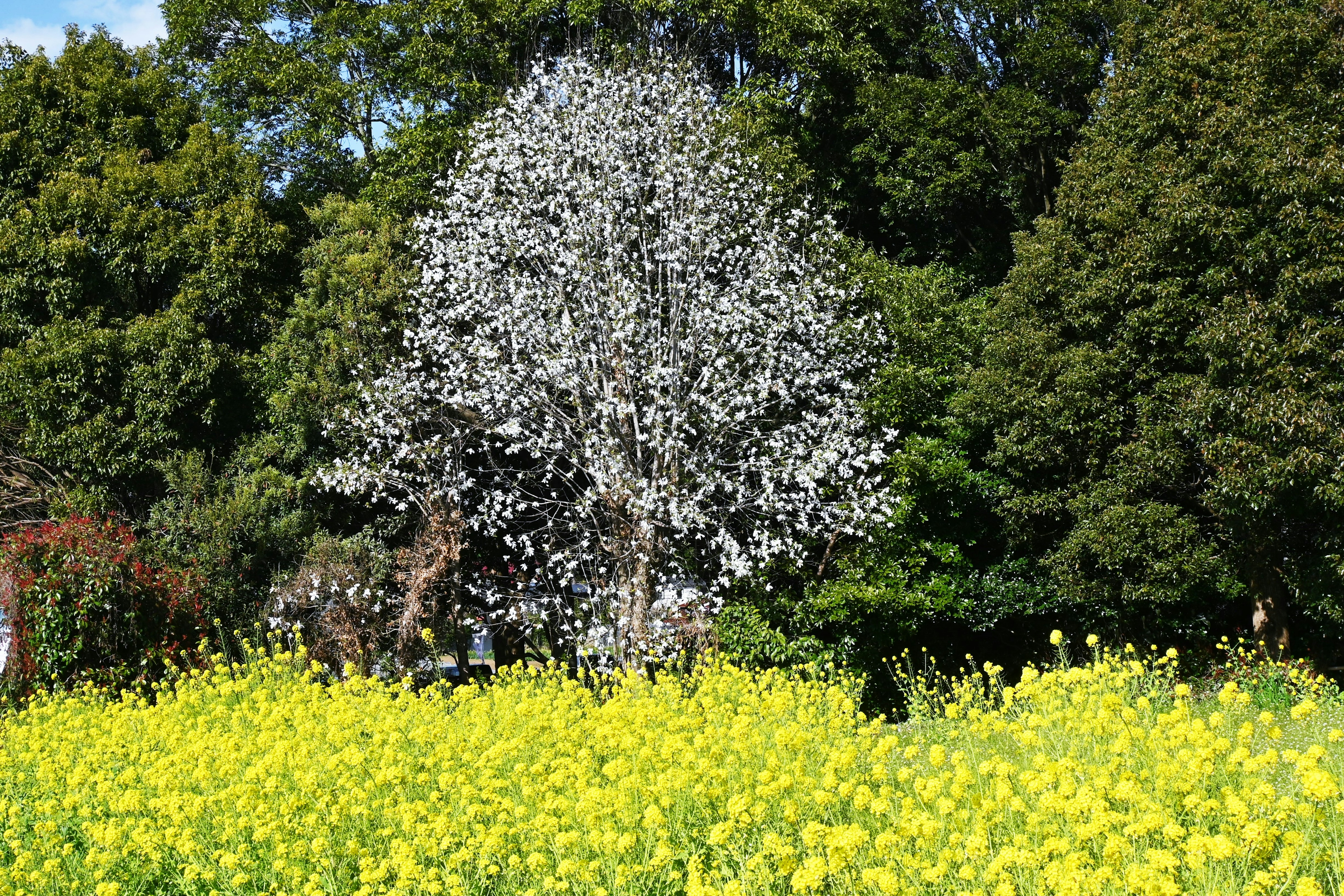 Ein Baum mit weißen Blüten und ein Feld mit gelben Rapsblumen