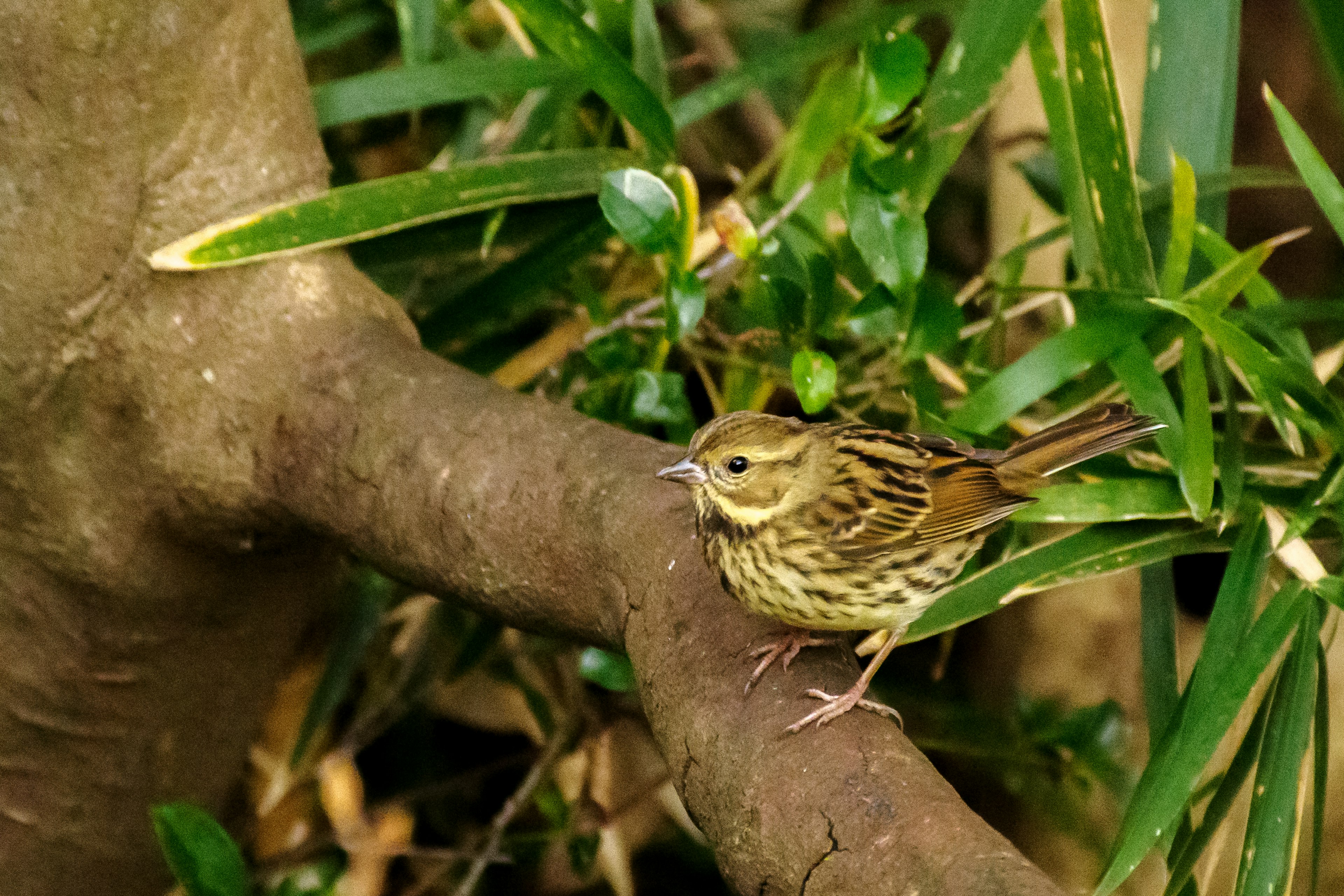 A small bird perched on a branch among green leaves